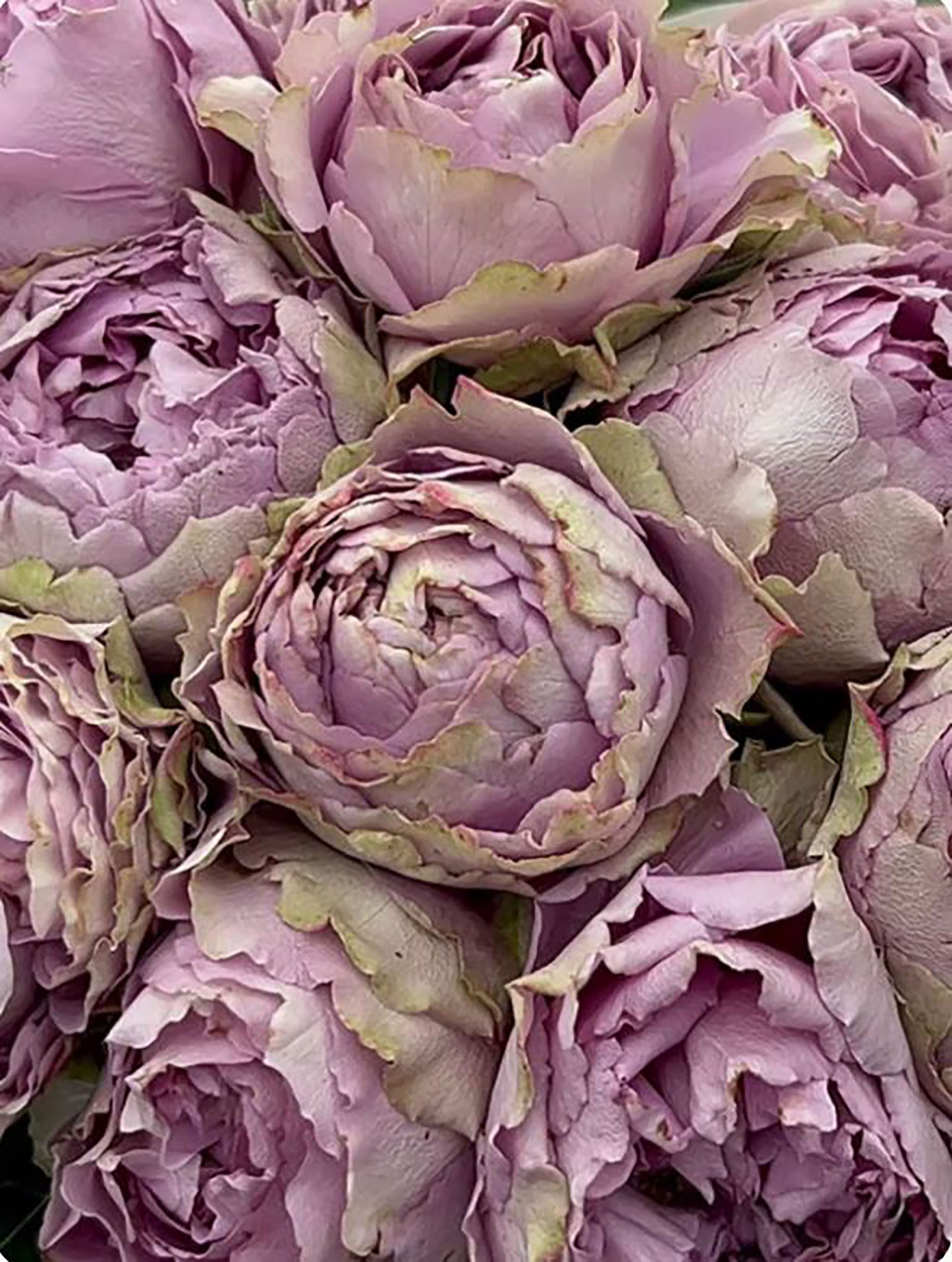 #SPQ004, Amethyst 紫龙晶, Florist Shrub Rose, Heat-resistant, Non-Grafted/Own Root.