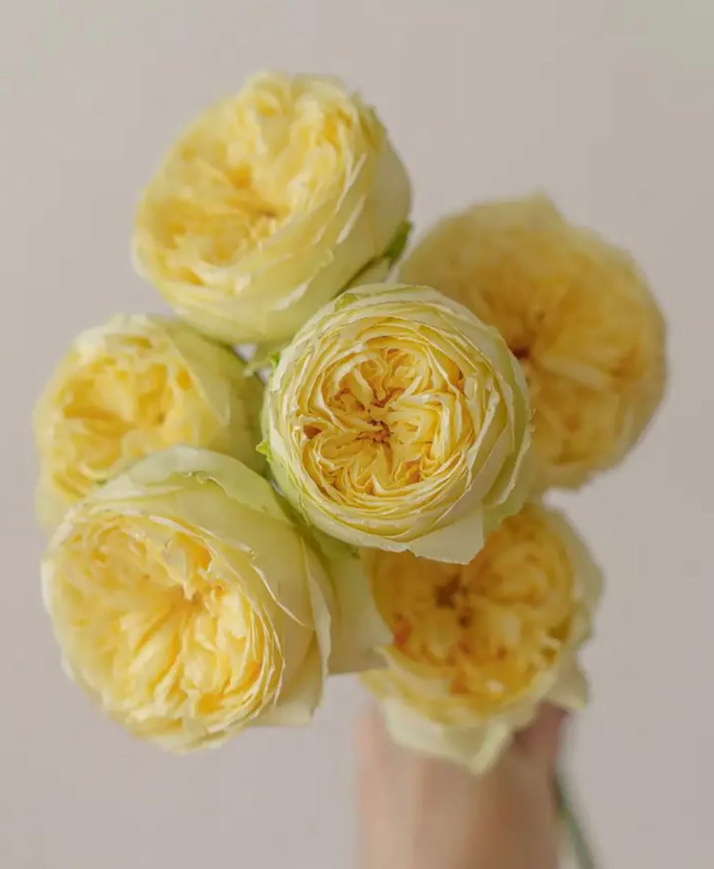 #SPN018, extremely similar to Catalina 凯特琳娜, Netherlands Florist Shrub Rose, Non-Grafted/Own Root.