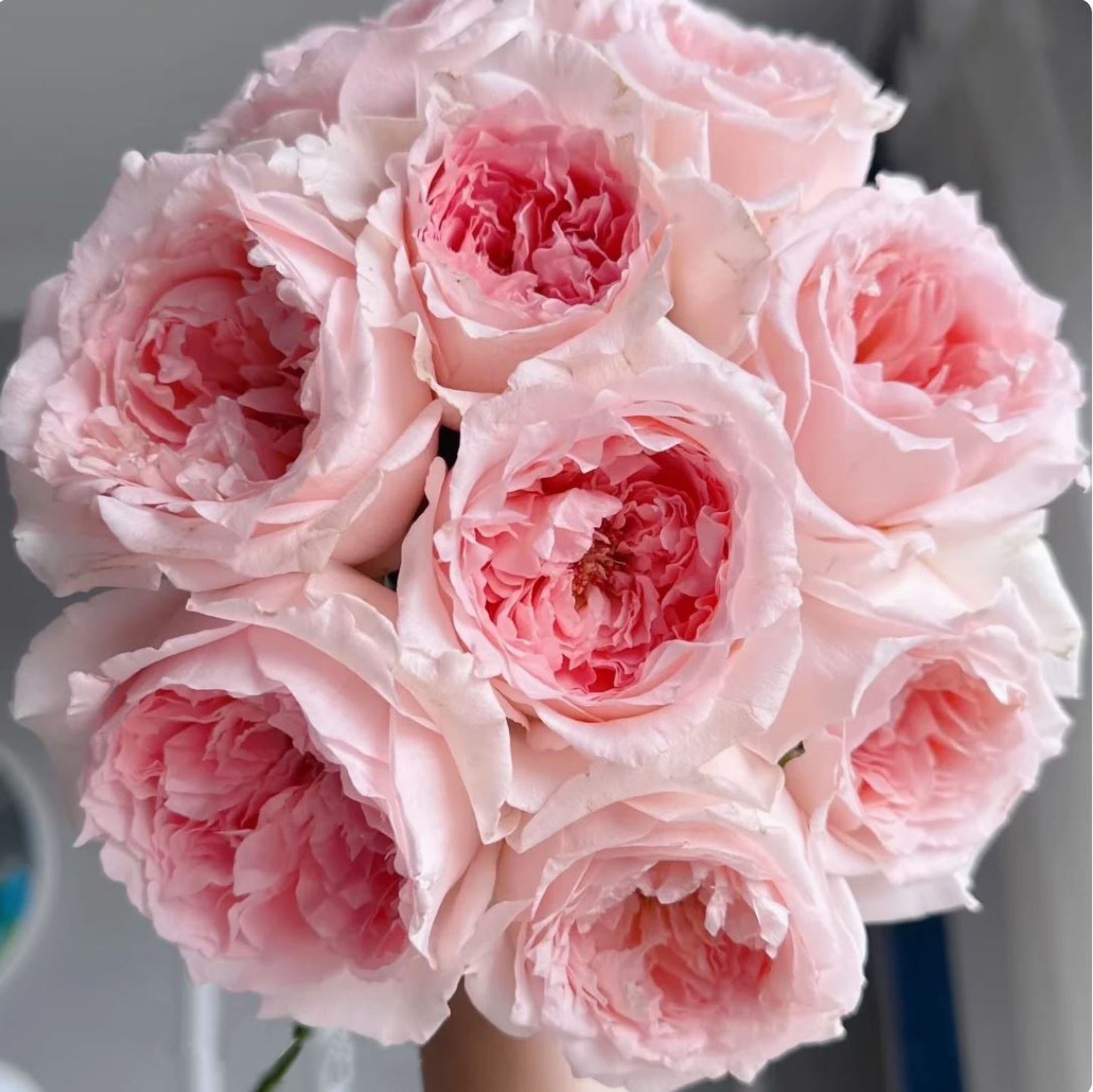 #SPJ115, Flow 涌流, Japanese Florist Shrub Rose.