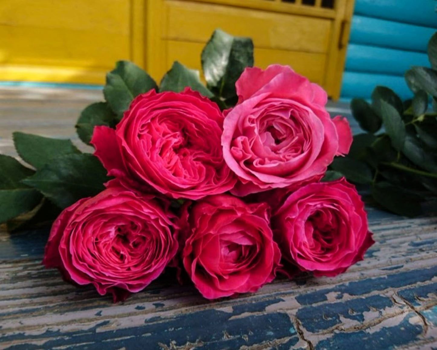 #SPJ110,Yu-zen 友禅, Japanese Florist Shrub Rose, Non-Grafted/Own Root.