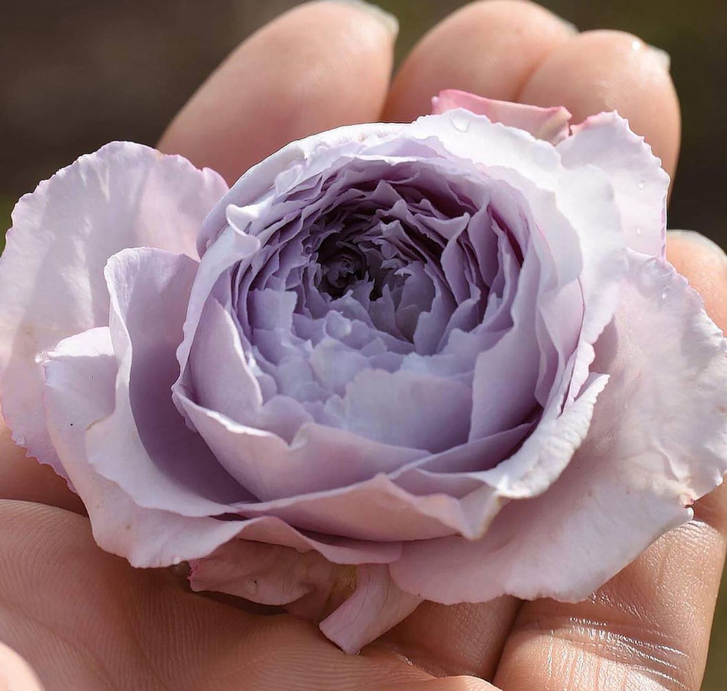 #SPJ007 , extremely similar to Antique Watch 古董怀表, Japanese Shrub Rose, Non-Grafted/Own Root.