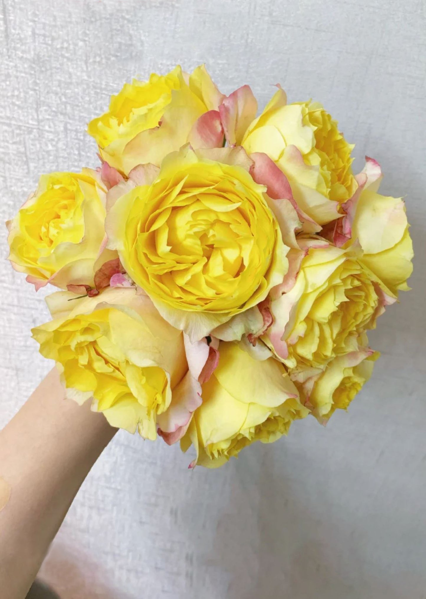#SPC196,NEW! Custard Bun 包子美人,Chinese Floribunda Rose, Non-Grafted/Own Root.