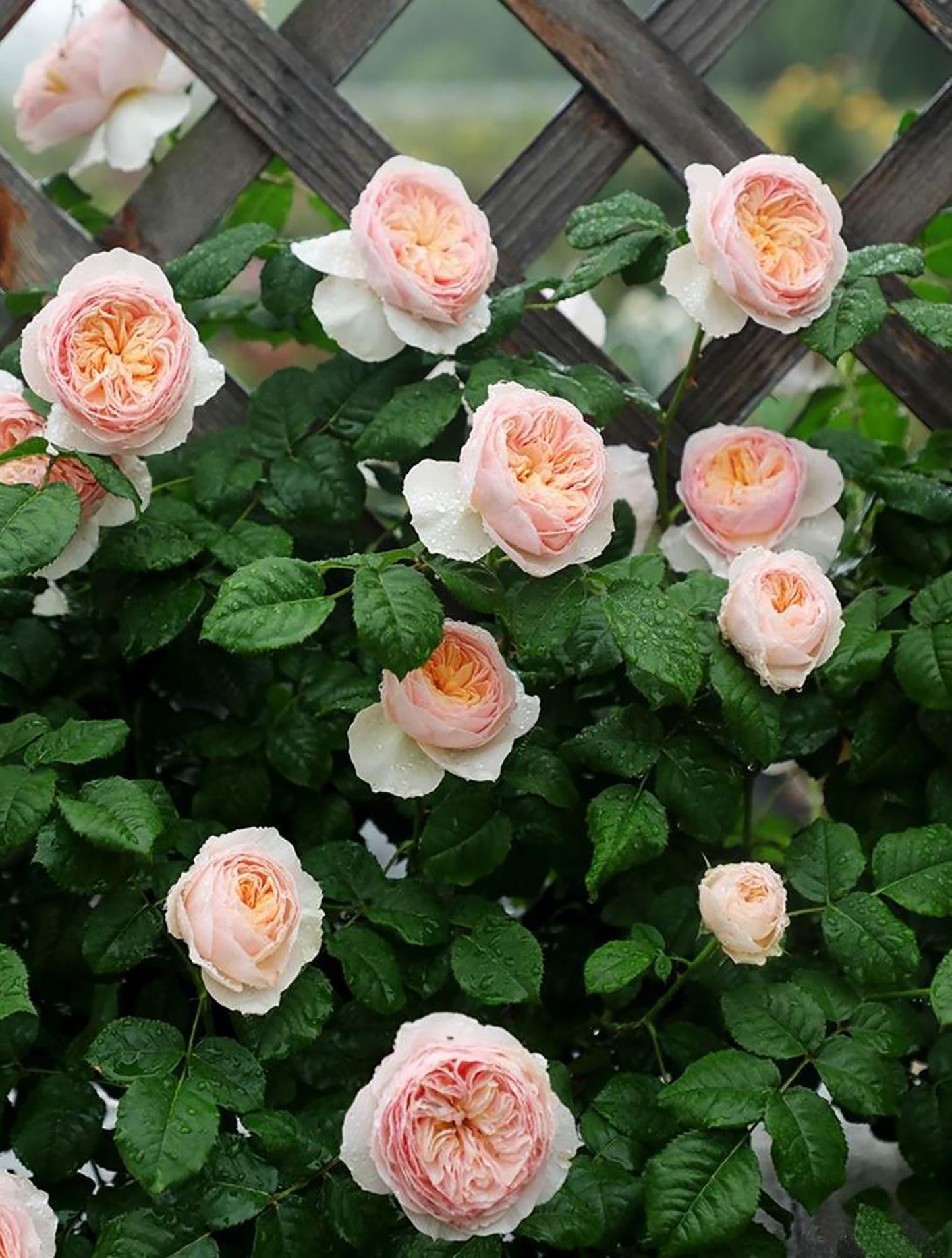 #SPC215, HanXian 涵仙,Climbing and Shrub Rose, Non-Grafted/Own Root.