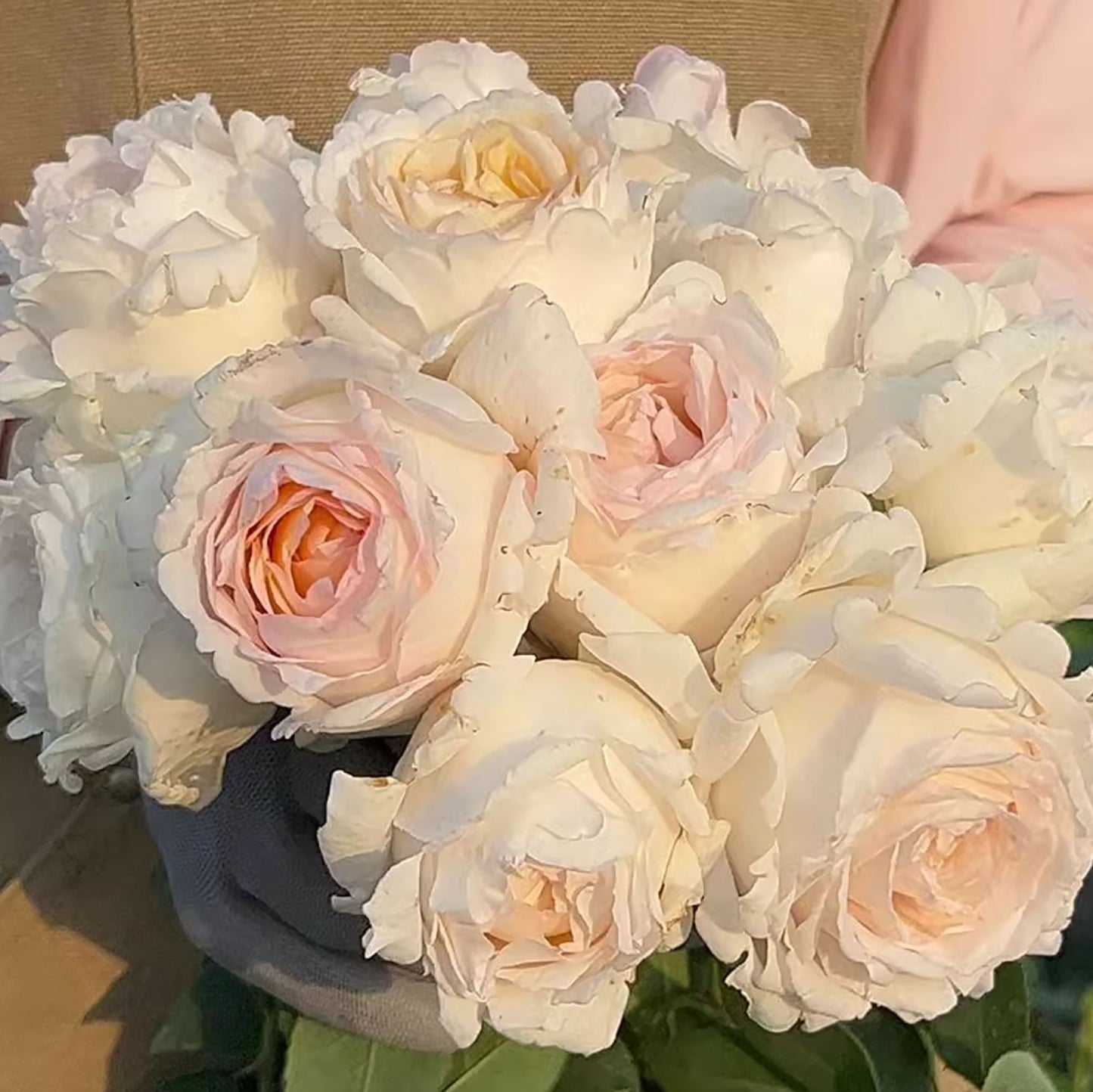#SPJ077, extremely similar to Kaoruno 熏乃, Japanese Floribunda Rose, Strong fragrance. Non-Grafted/Own Root.