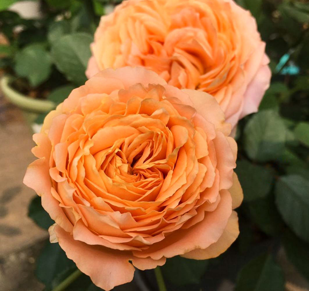 #SPN123,extremely similar to Apricot Lace 杏色蕾丝, Netherlands Florist Shrub Rose,Heat-tolerant, Non-Grafted/Own Root.