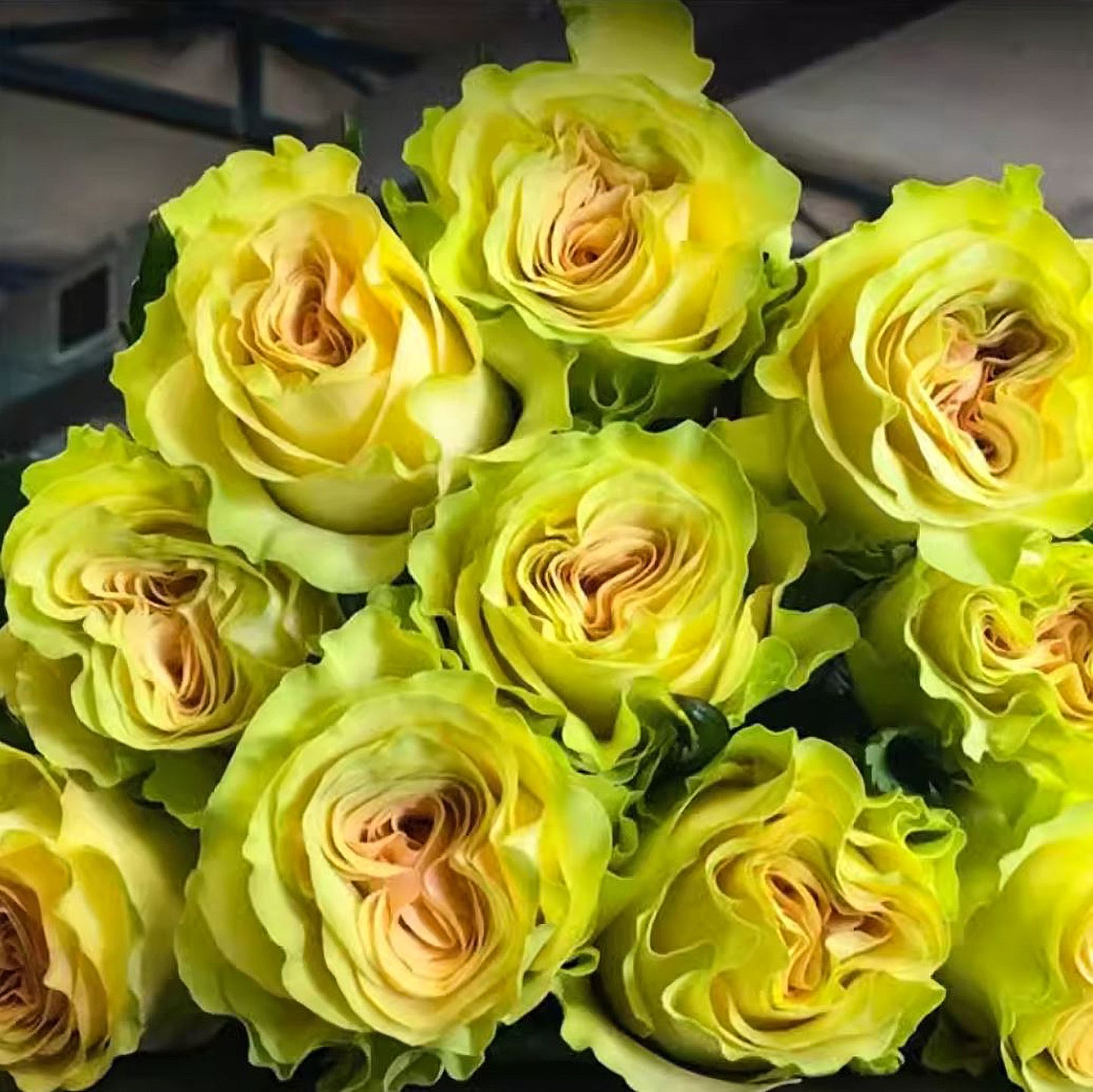 #SPN118,extremely similar to Dynamic 琉璃翠, Netherlands Florist Shrub Rose.