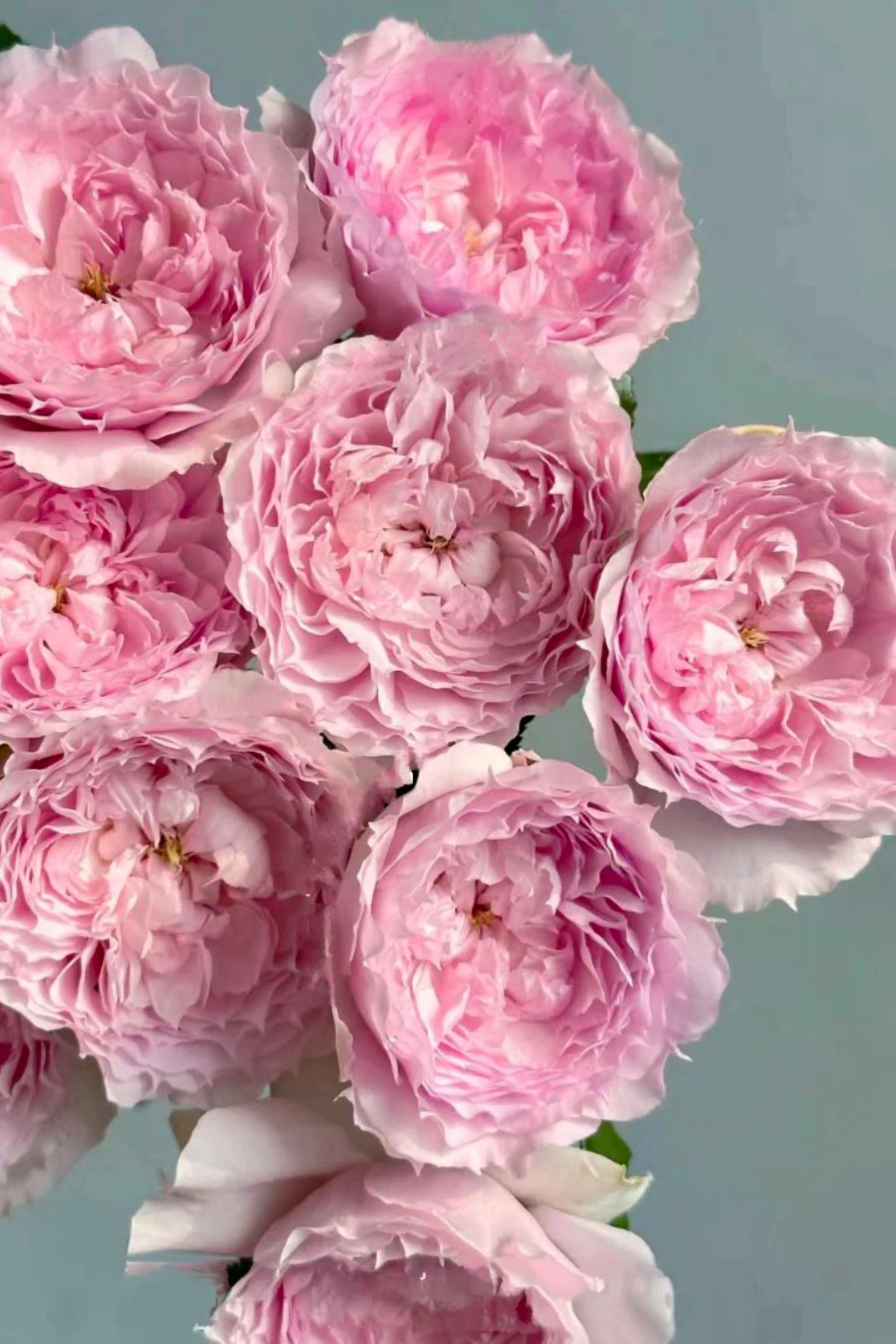 #SPC226, RongRongYue 溶溶月,Chinese Floribunda Rose.