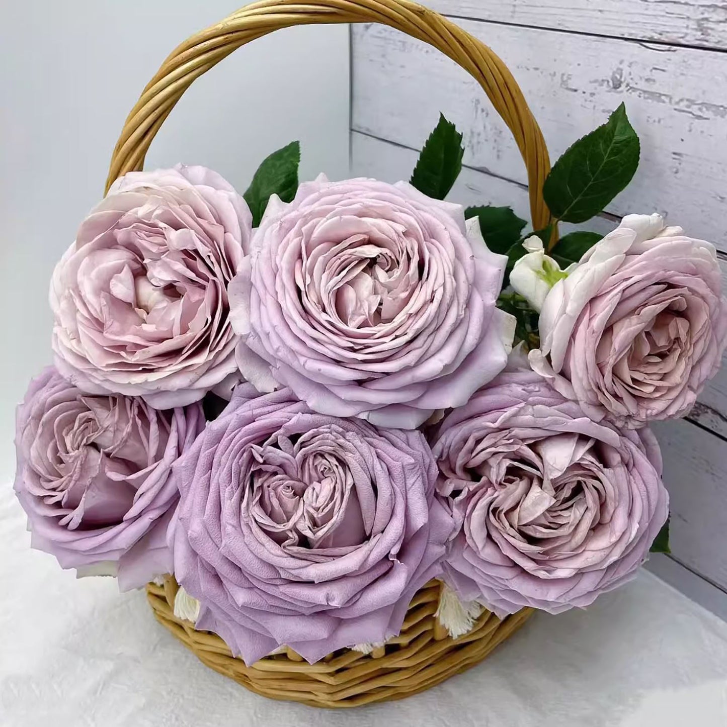 #SPJ103, Sharitetowa 慈善, Japanese Shrub Rose, Non-Grafted/Own Root.