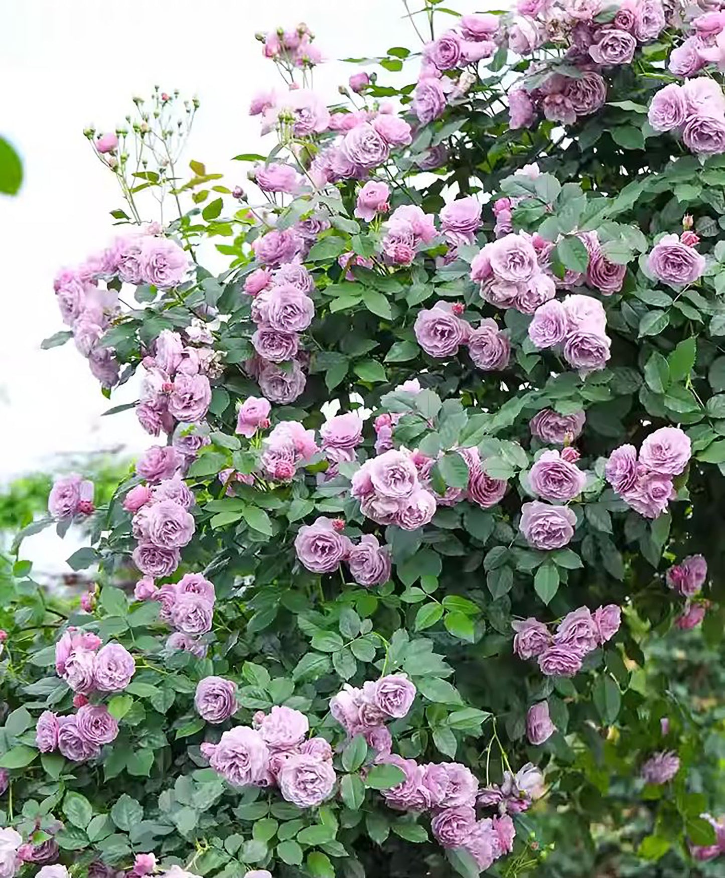 #SPJ108, Lavender Bouquet 薰衣草花环, Japanese Climbing Rose, Thornless, Non-Grafted/Own Root.