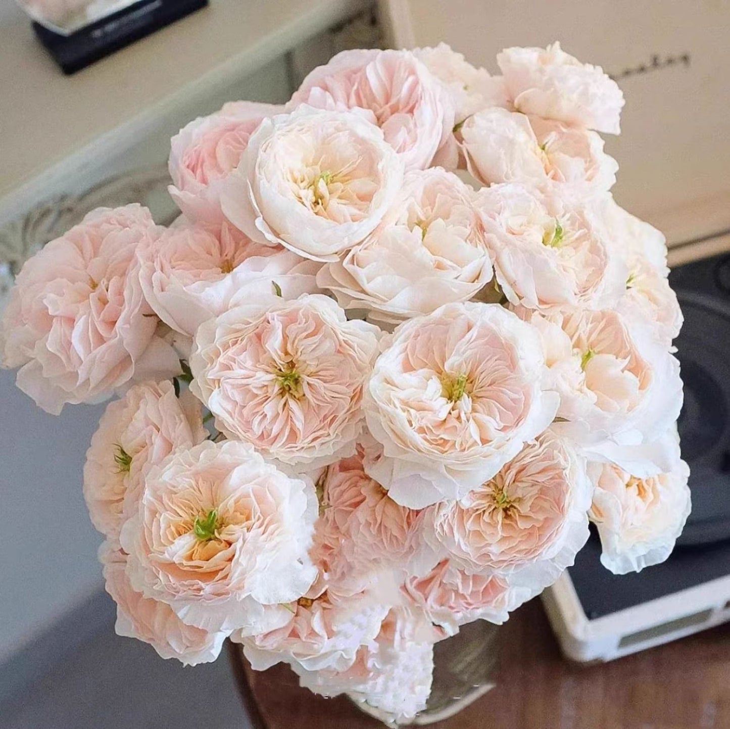 #SPJ152, Extremely Similar to Tinkerbell 昭君,Florist Shrub Rose, Non-Grafted/Own Root.