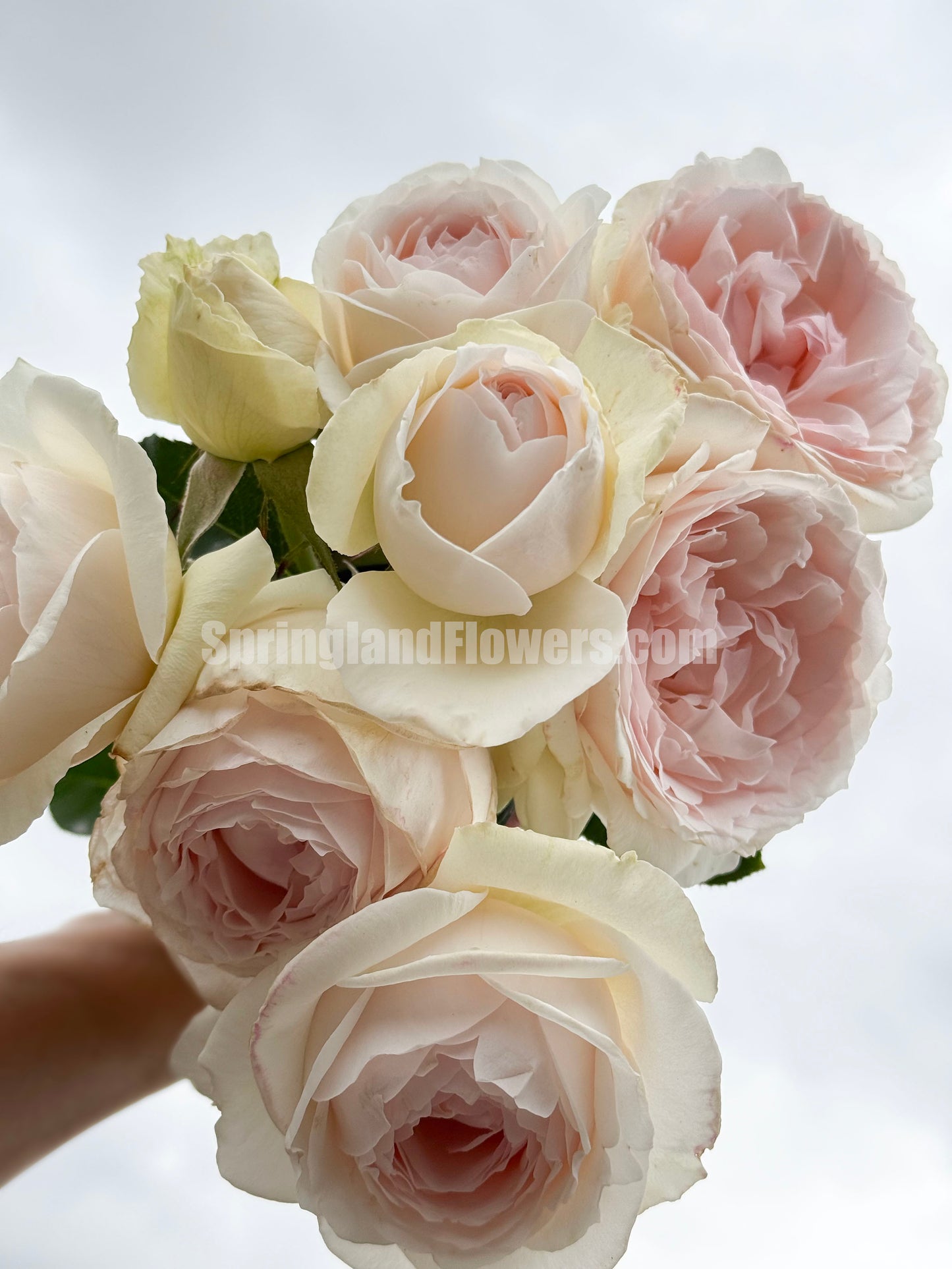 #SPJ167, Yuka 芳香之杯,Japanese Shrub Rose,Non-Grafted/Own Root.