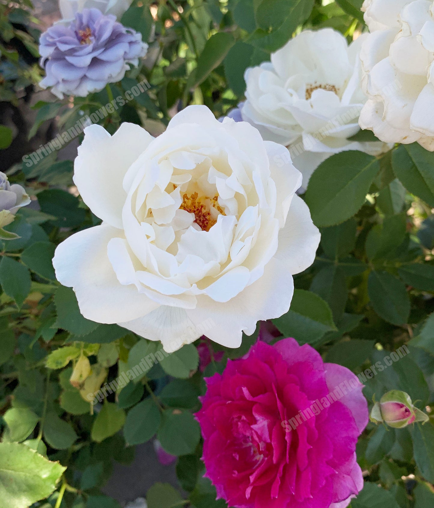 #SPJ089,Neoantique Cygne 新天鹅古董, Japanese Florist Shrub Rose, Non-Grafted/Own Root.