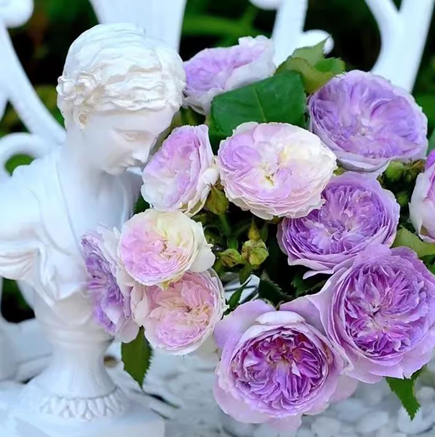#SPJ012 , Blue Moon Stone 蓝月石, Japanese Floribunda Rose, Non-Grafted/Own Root.