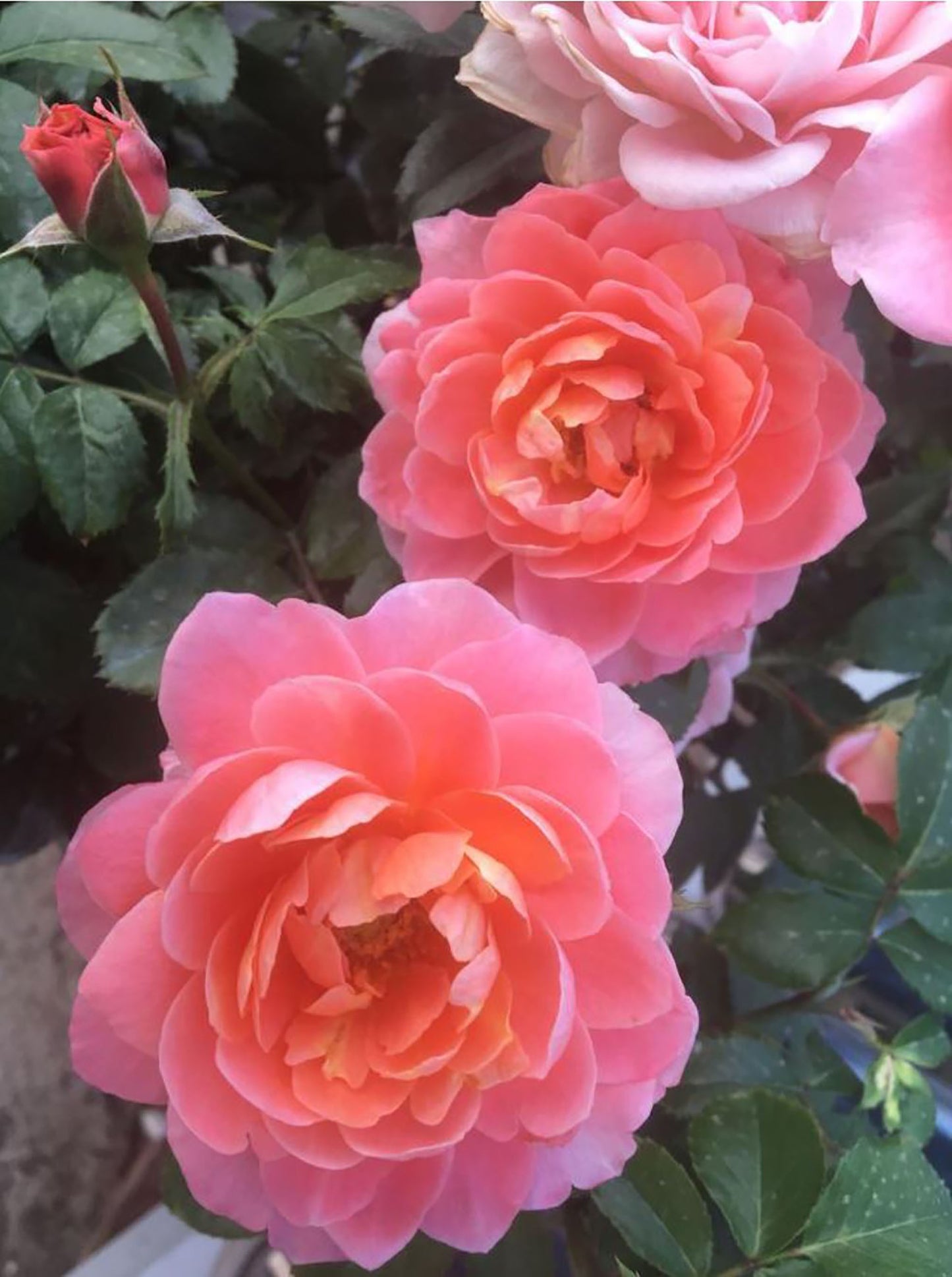 Fragrance King Terrazza 芳香王阳台/香香公主,Floribunda Rose, Non-Grafted/Own Root.