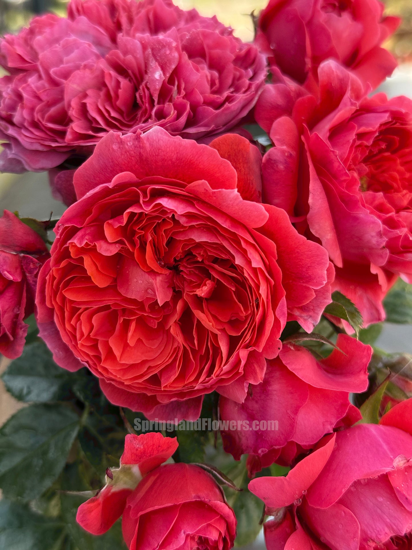 #SPC193, Cinnabar Bowl (Zhusha Wan) 朱砂碗,Chinese Rose, Non-Grafted/Own Root.