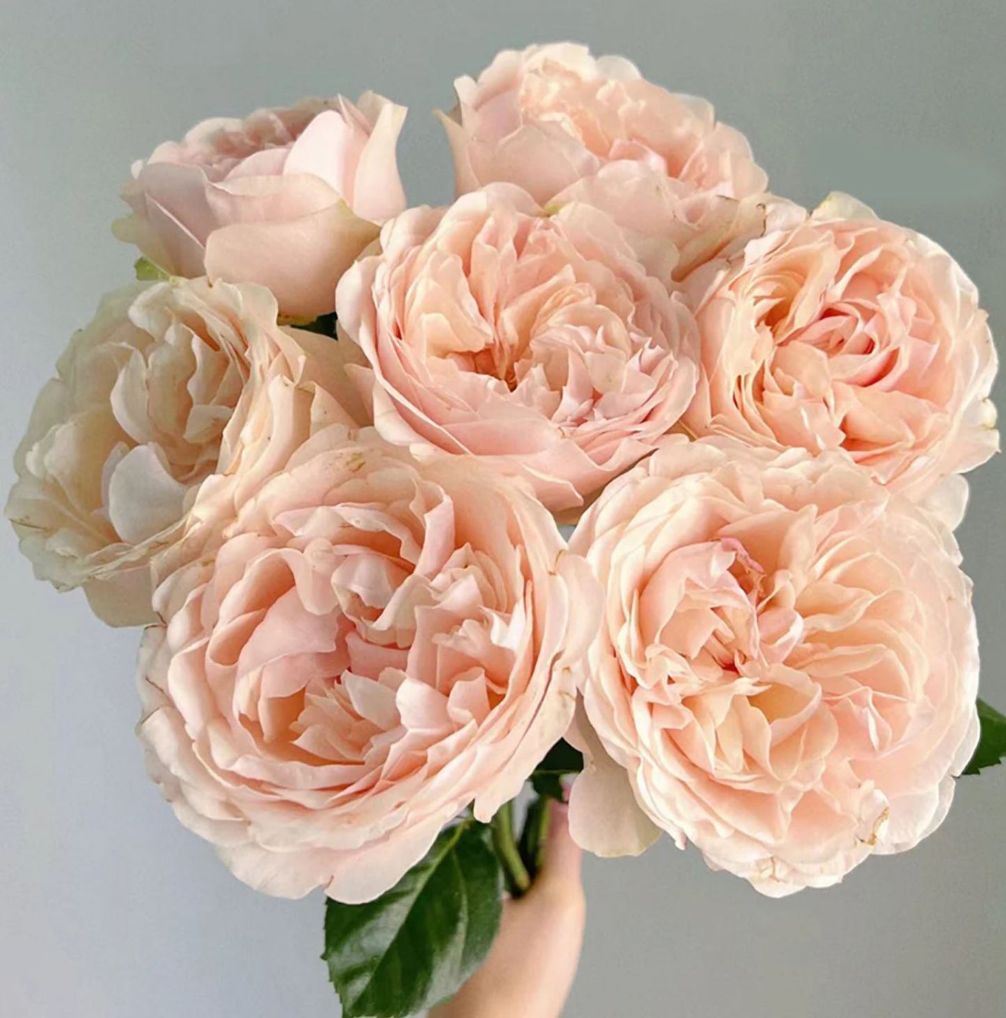 #SPN154, Extremely Similar to Unforgettable 难忘, Florist Shrub Rose, Non-Grafted/Own Root.