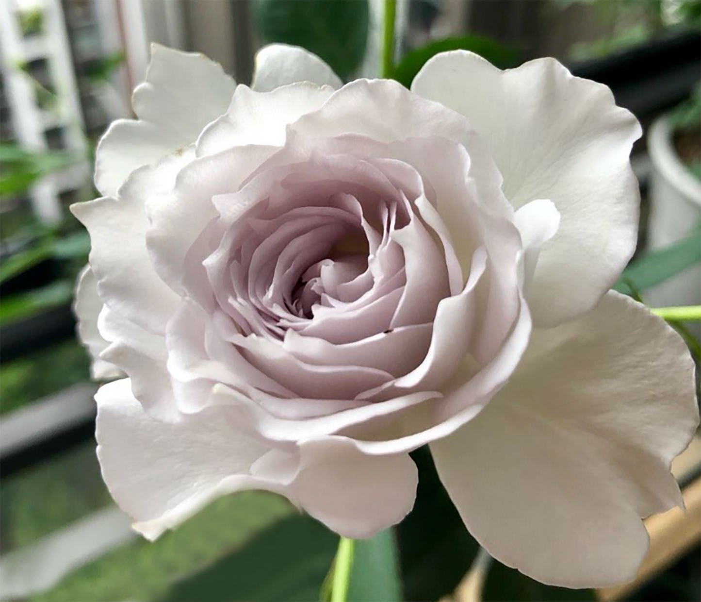 #SPJ078,Gabriel 加百列大天使, Japanese Shrub Rose, Strong fragrance. Non-Grafted/Own Root.