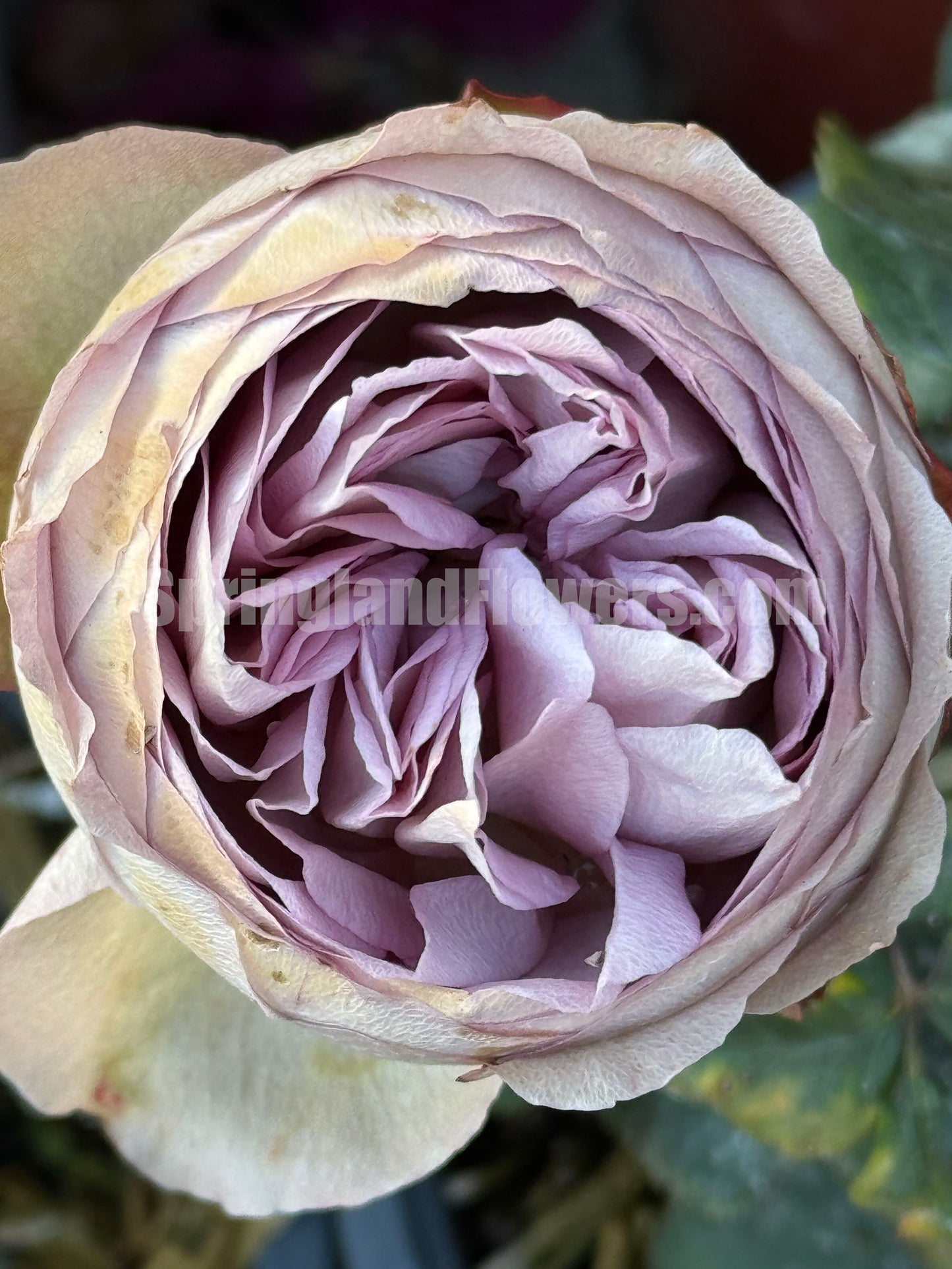 #SPJ124,Nothing without you 不能没有你/非你莫属,Japanese Florist Shrub Rose , Non-Grafted/Own Root.