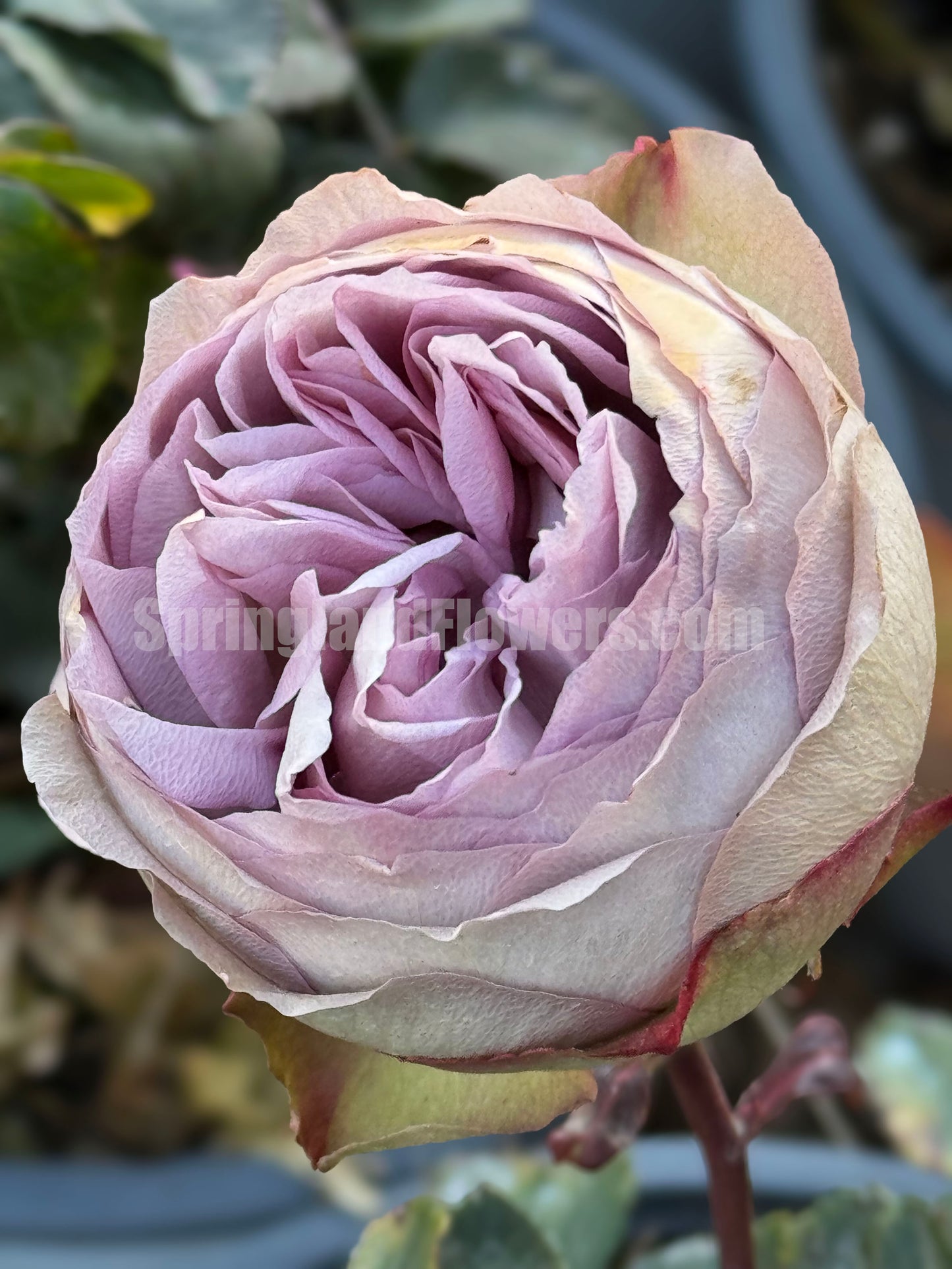 #SPJ124,Nothing without you 不能没有你/非你莫属,Japanese Florist Shrub Rose , Non-Grafted/Own Root.