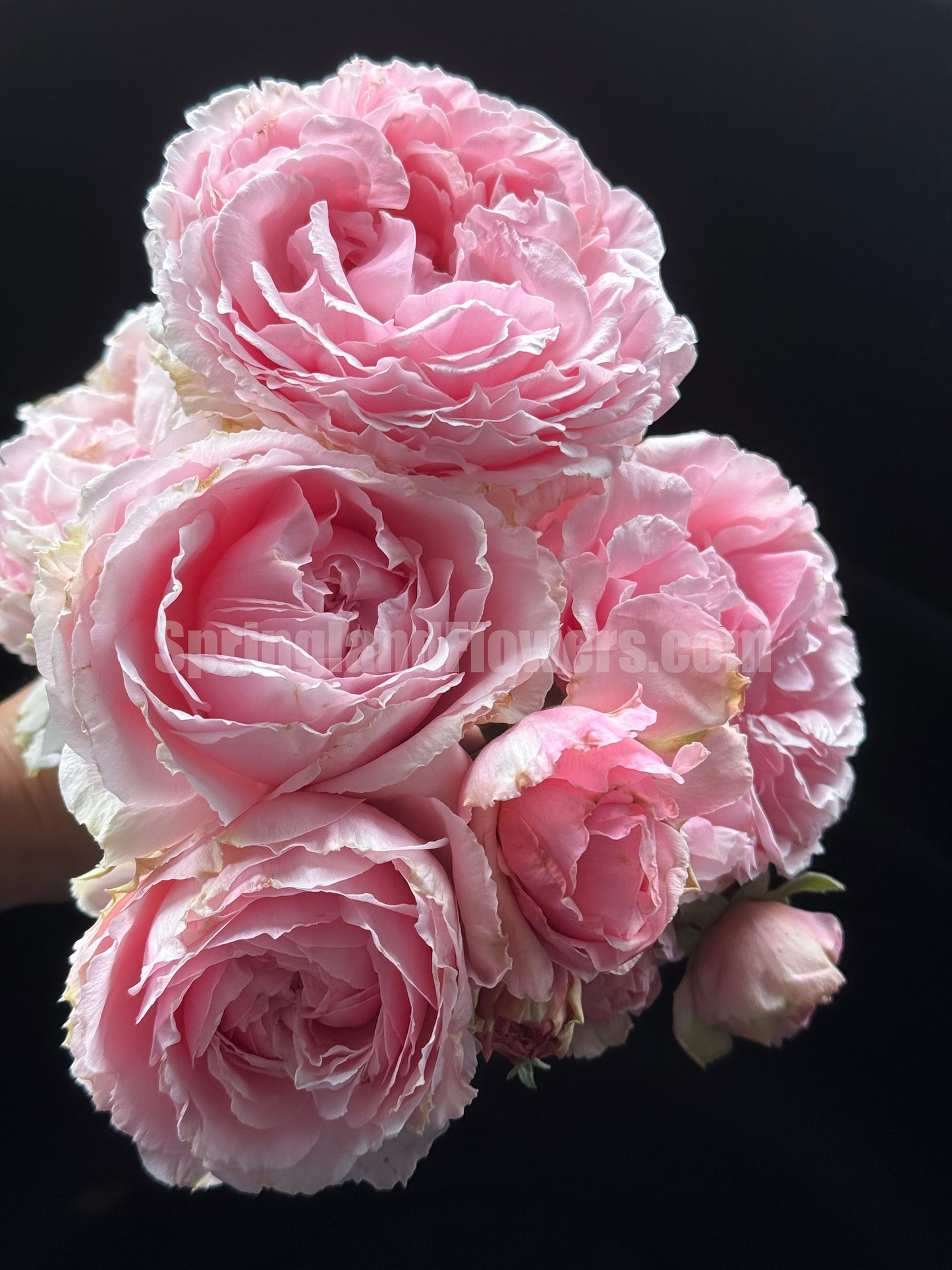 #SPJ056 , Elegant Dress 典雅礼服, Japanese Florist Shrub Rose, Non-Grafted/Own Root.