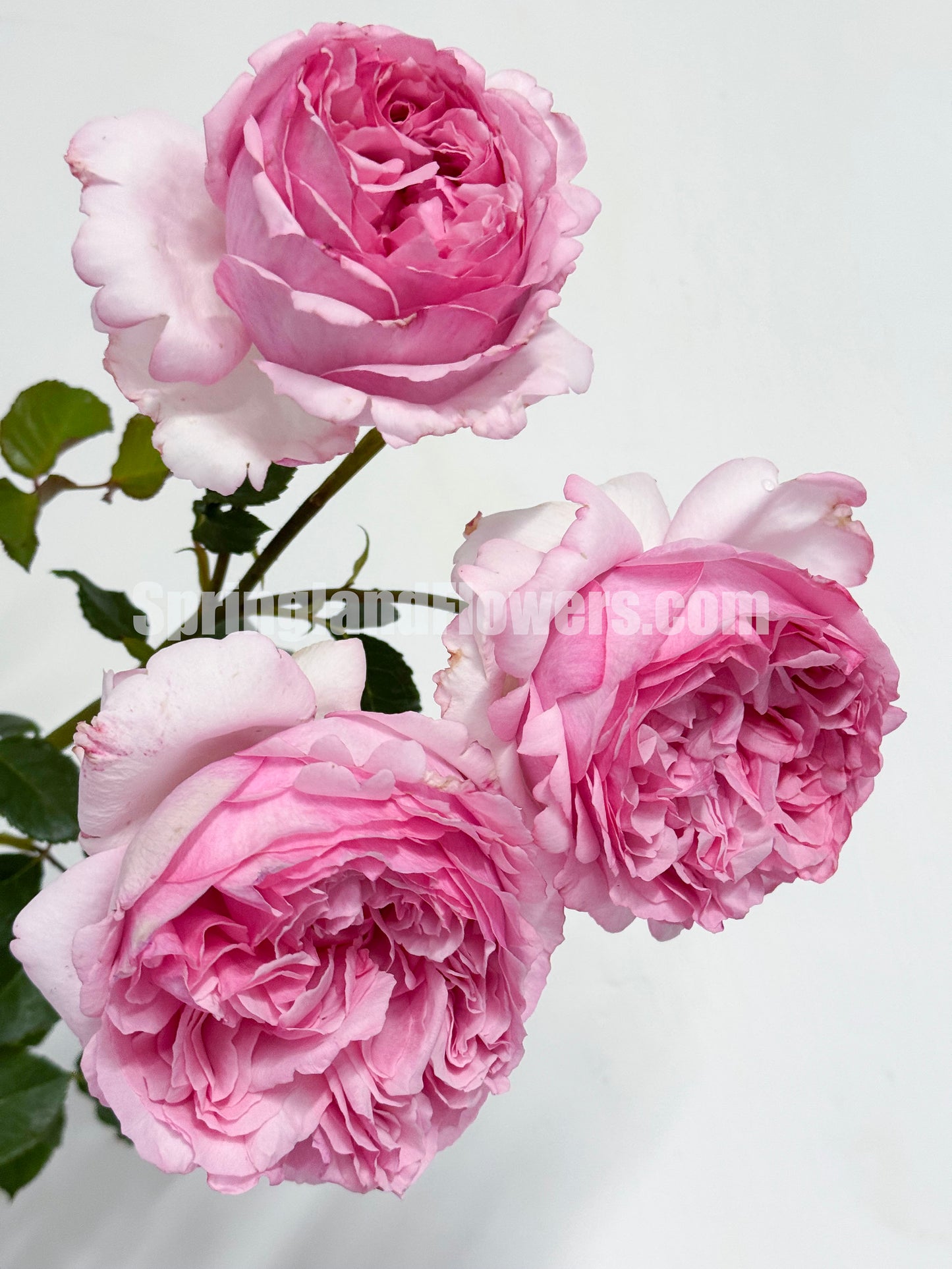 #SPJ090,Neo Cherry Shallow 新浅樱桃,Japanese Florist Shrub Rose, Non-Grafted/Own Root.