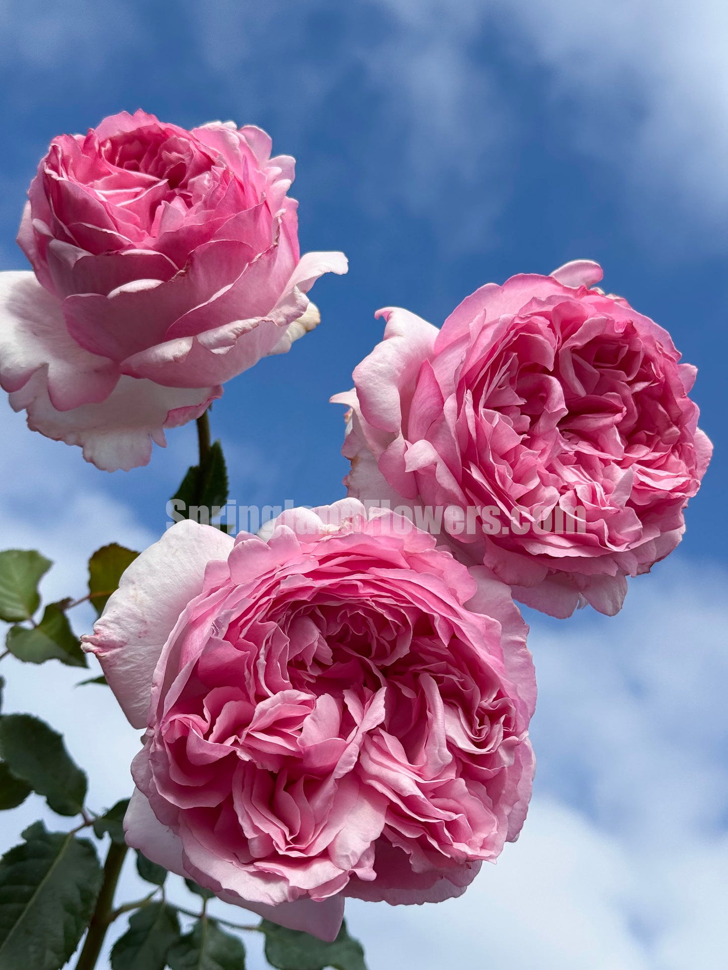 #SPJ090,Neo Cherry Shallow 新浅樱桃,Japanese Florist Shrub Rose, Non-Grafted/Own Root.