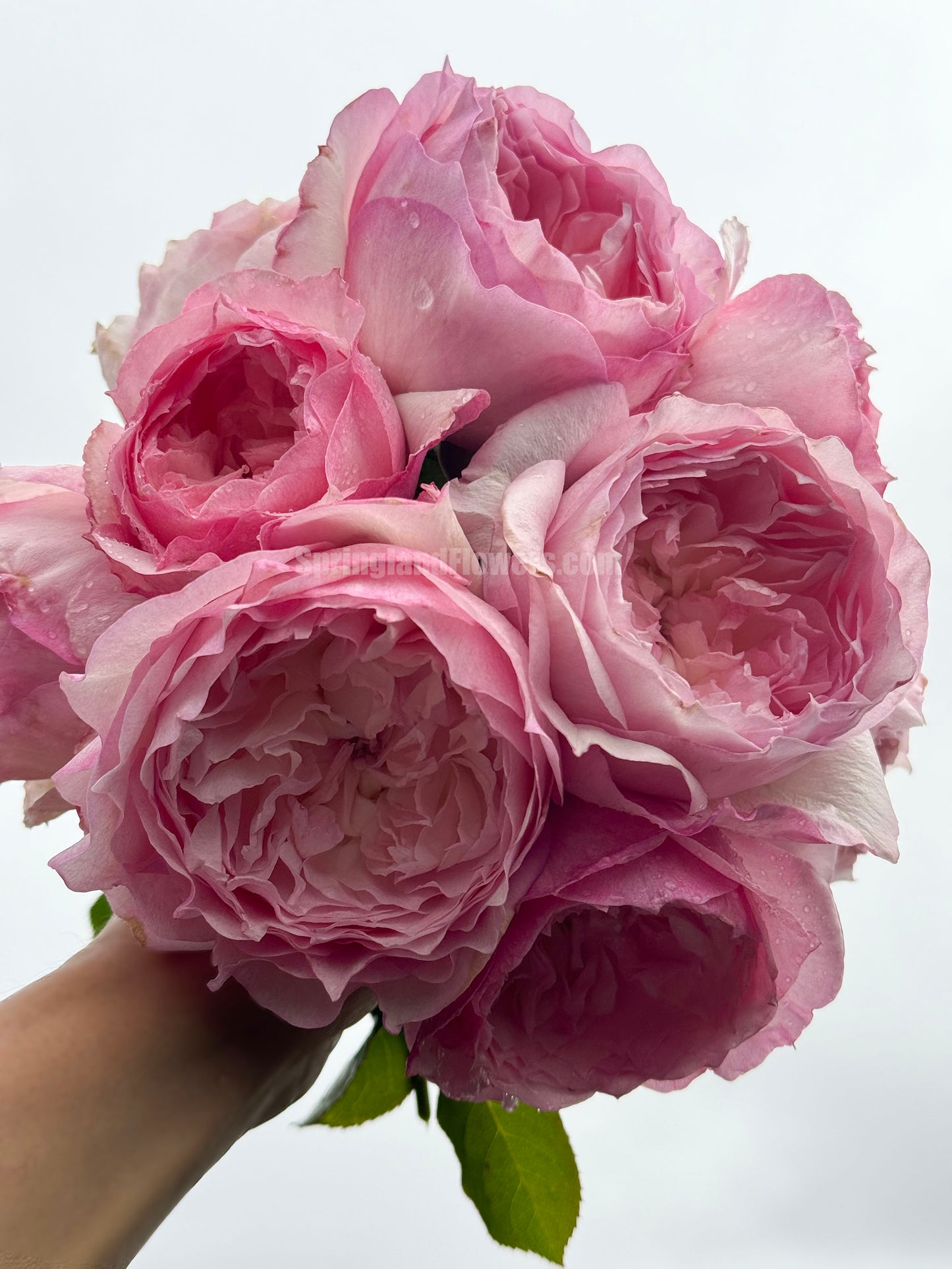 #SPJ093,Le Rire 乐咲, Japanese Florist Shrub Rose. Strong Fragrance,Thornless, Heat-tolerant, disease-resistant, Non-Grafted/Own Root.