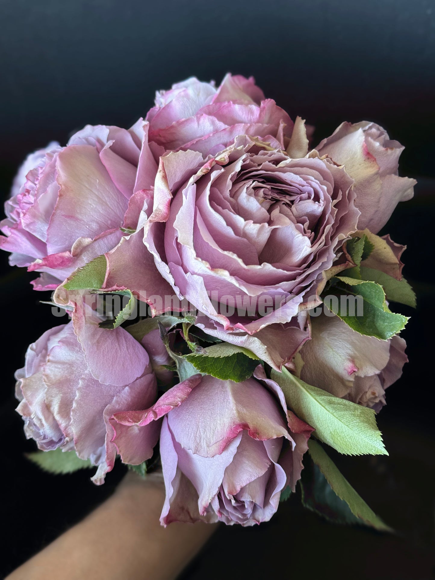 #SPQ004, Amethyst 紫龙晶, Florist Shrub Rose, Heat-resistant, Non-Grafted/Own Root.