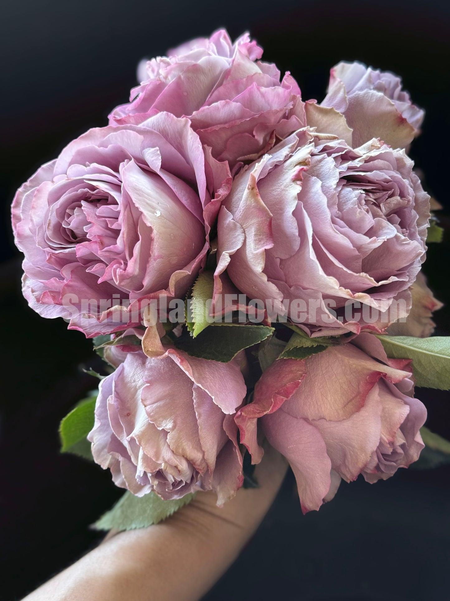 #SPQ004, Amethyst 紫龙晶, Florist Shrub Rose, Heat-resistant, Non-Grafted/Own Root.