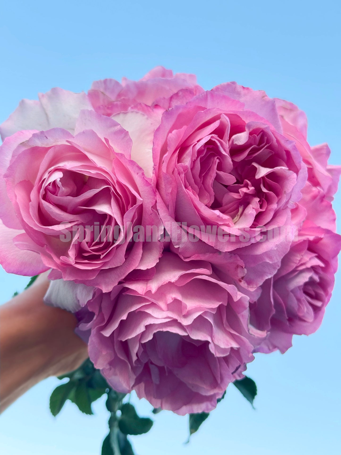 #SPJ098,Rien Rose 河本绊,Japanese Floribunda Rose,Fragrant and Thornless, Strong Disease Resistance, Non-Grafted/Own Root.