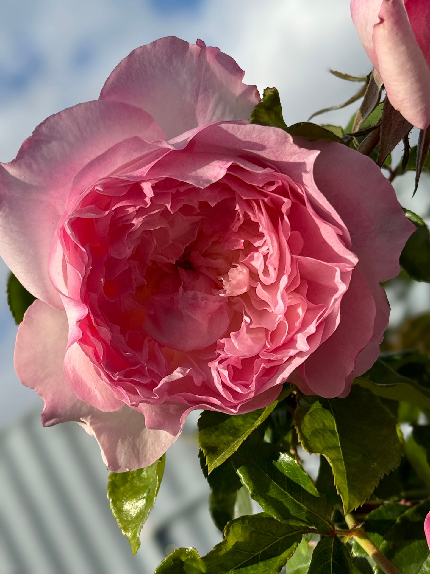 #SPJ093,extremely similar to Le Rire 乐咲, Japanese Florist Shrub Rose. Strong Fragrance,Thornless, Heat-tolerant, disease-resistant, Non-Grafted/Own Root.