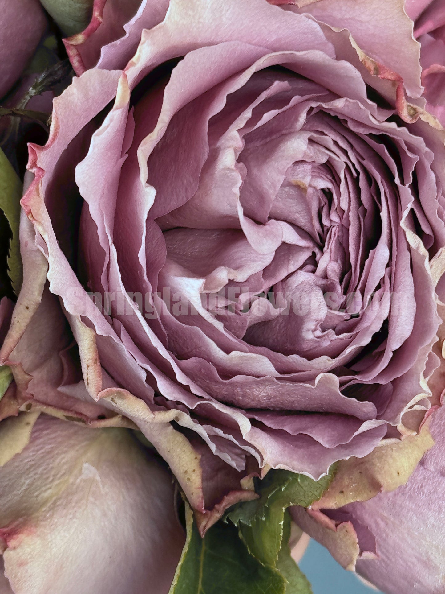 #SPQ004, Amethyst 紫龙晶, Florist Shrub Rose, Heat-resistant, Non-Grafted/Own Root.