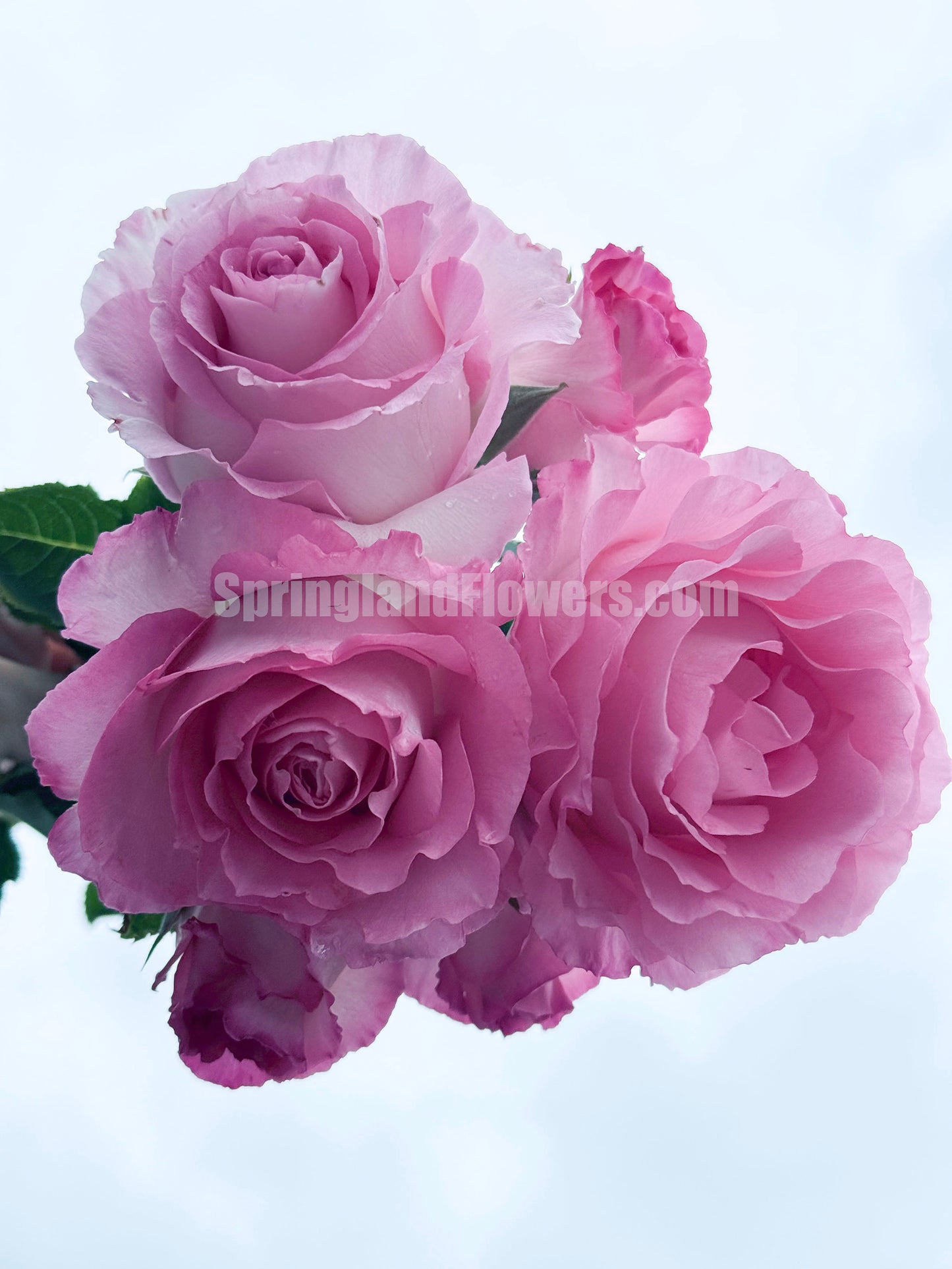 #SPJ098,Rien Rose 河本绊,Japanese Floribunda Rose,Fragrant and Thornless, Strong Disease Resistance, Non-Grafted/Own Root.