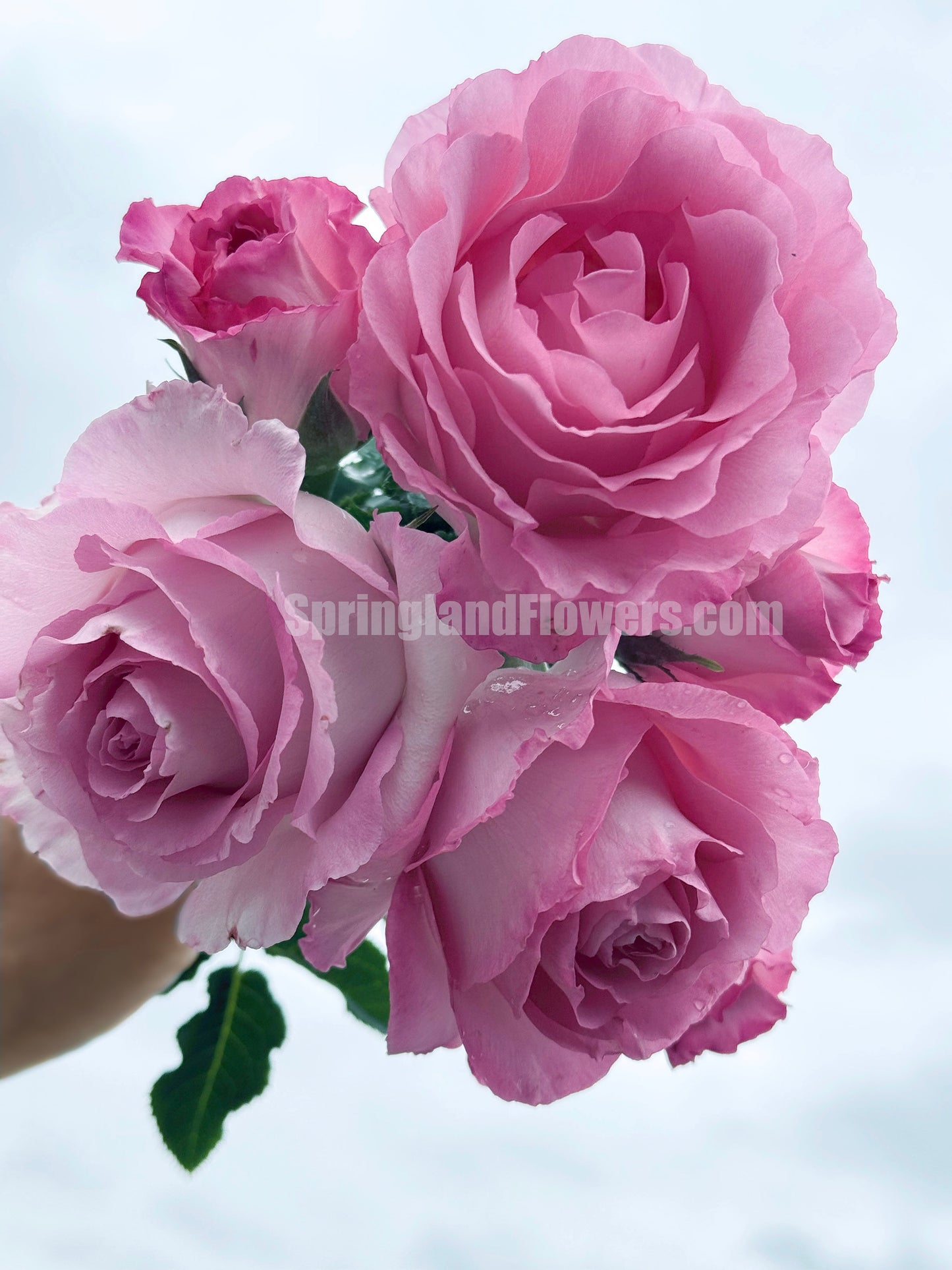#SPJ098,Rien Rose 河本绊,Japanese Floribunda Rose,Fragrant and Thornless, Strong Disease Resistance, Non-Grafted/Own Root.