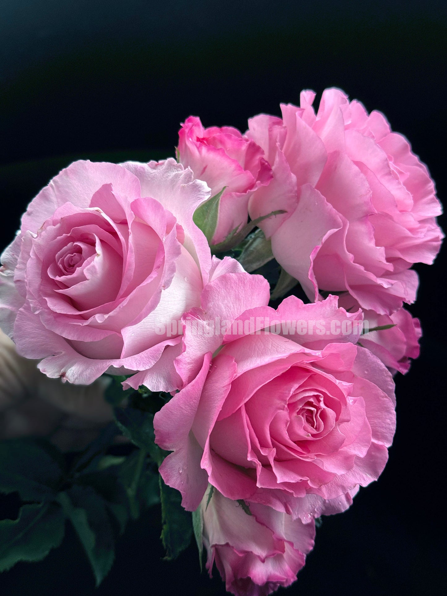 #SPJ098,Rien Rose 河本绊,Japanese Floribunda Rose,Fragrant and Thornless, Strong Disease Resistance, Non-Grafted/Own Root.