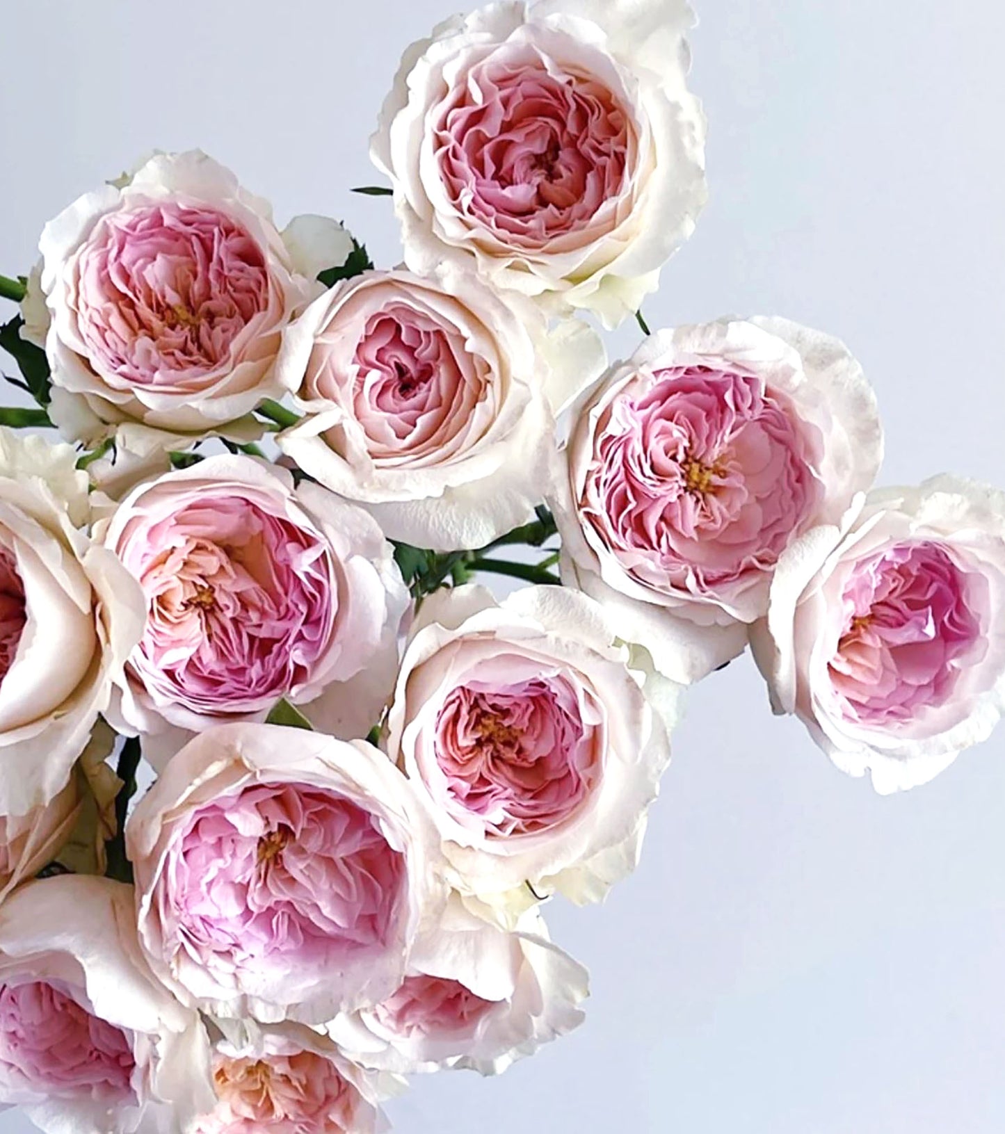 #SPN042,J'adore 真我, Floribunda, Florists Rose. Heat-tolerant, disease-resistant, Non-Grafted/Own Root.