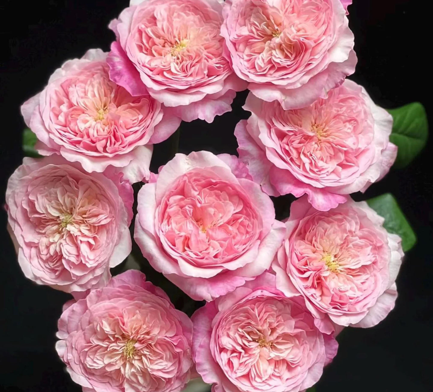 #SPN258,Pink fragrance 五号香水,Florist Shrub Rose, Non-Grafted/Own Root.