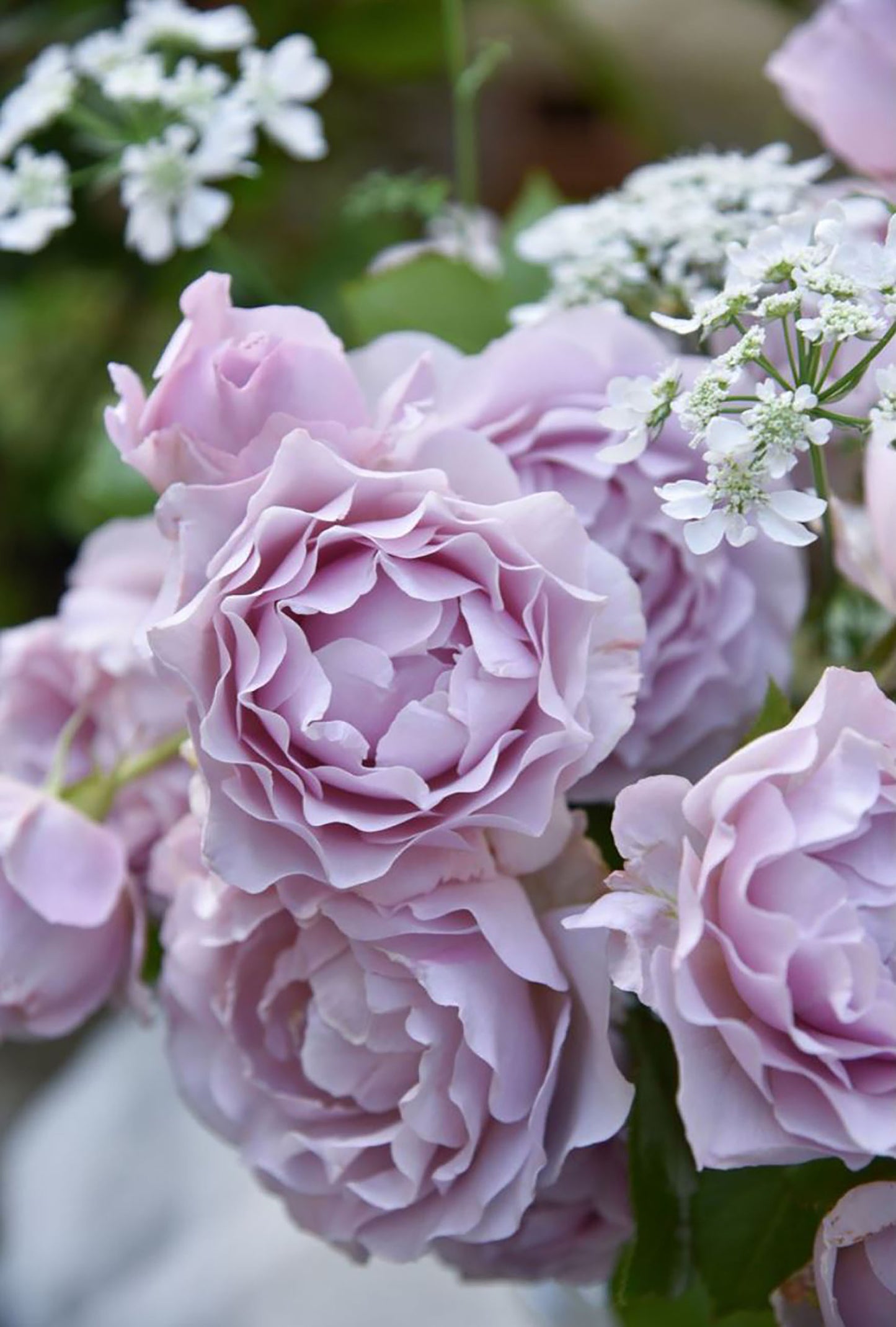 #SPJ157, NEW! Camille 卡米尔,Japanese Climbing Rose, Disease-resistant.
