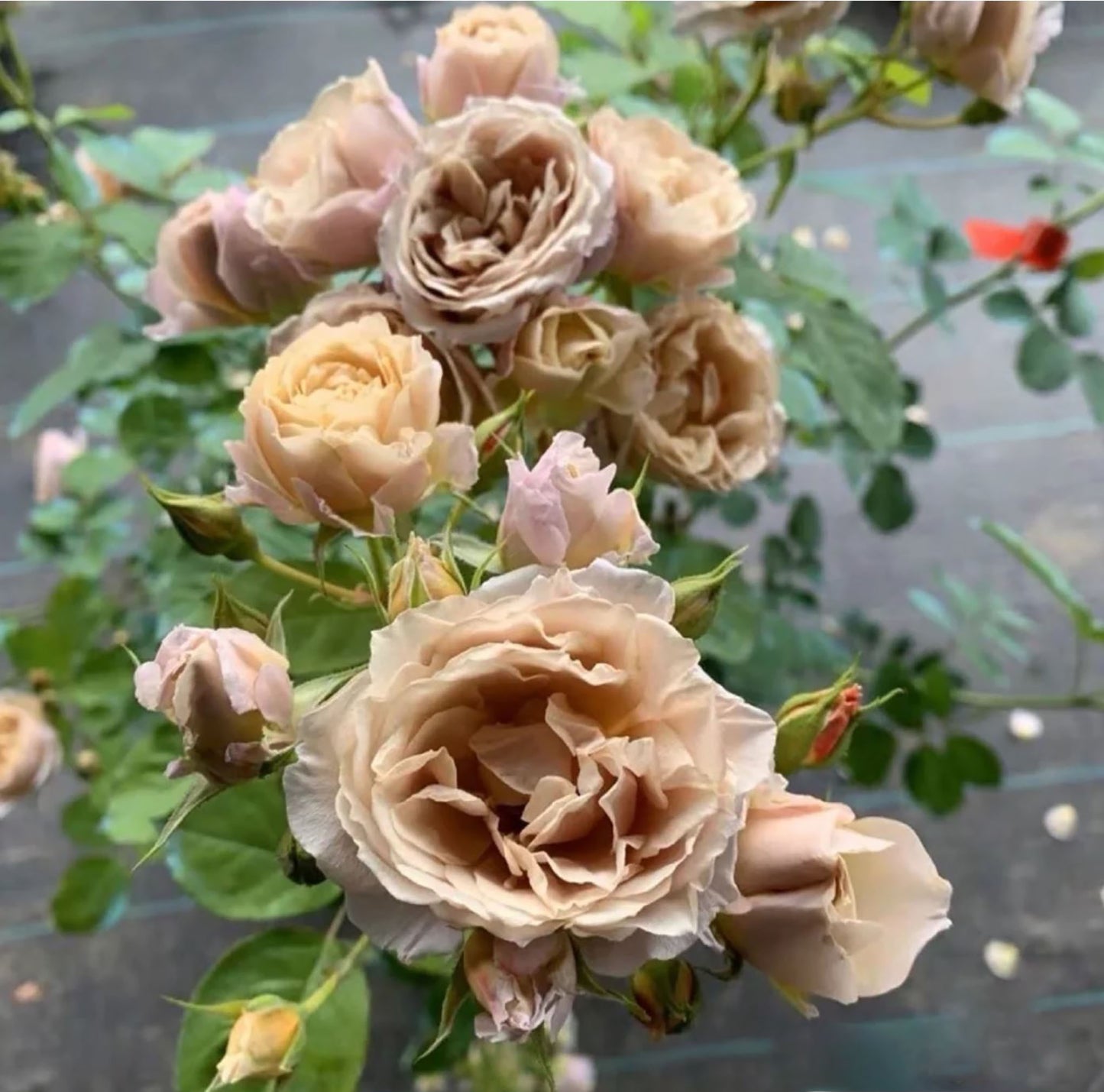 #SPJ060 , Iori 八神庵, Japanese Florist Floribunda Rose,Heat-Resistant, Disease-Resistant, Non-Grafted/Own Root.