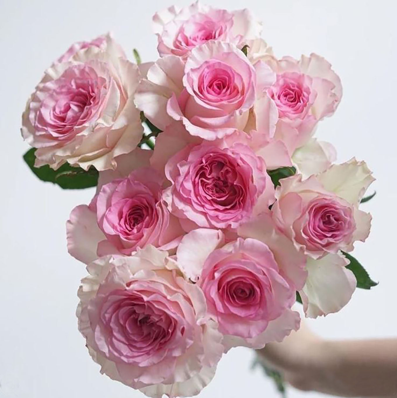 Goddess of the Luo River 洛神, Florists Rose. Non-Grafted/Own Root.