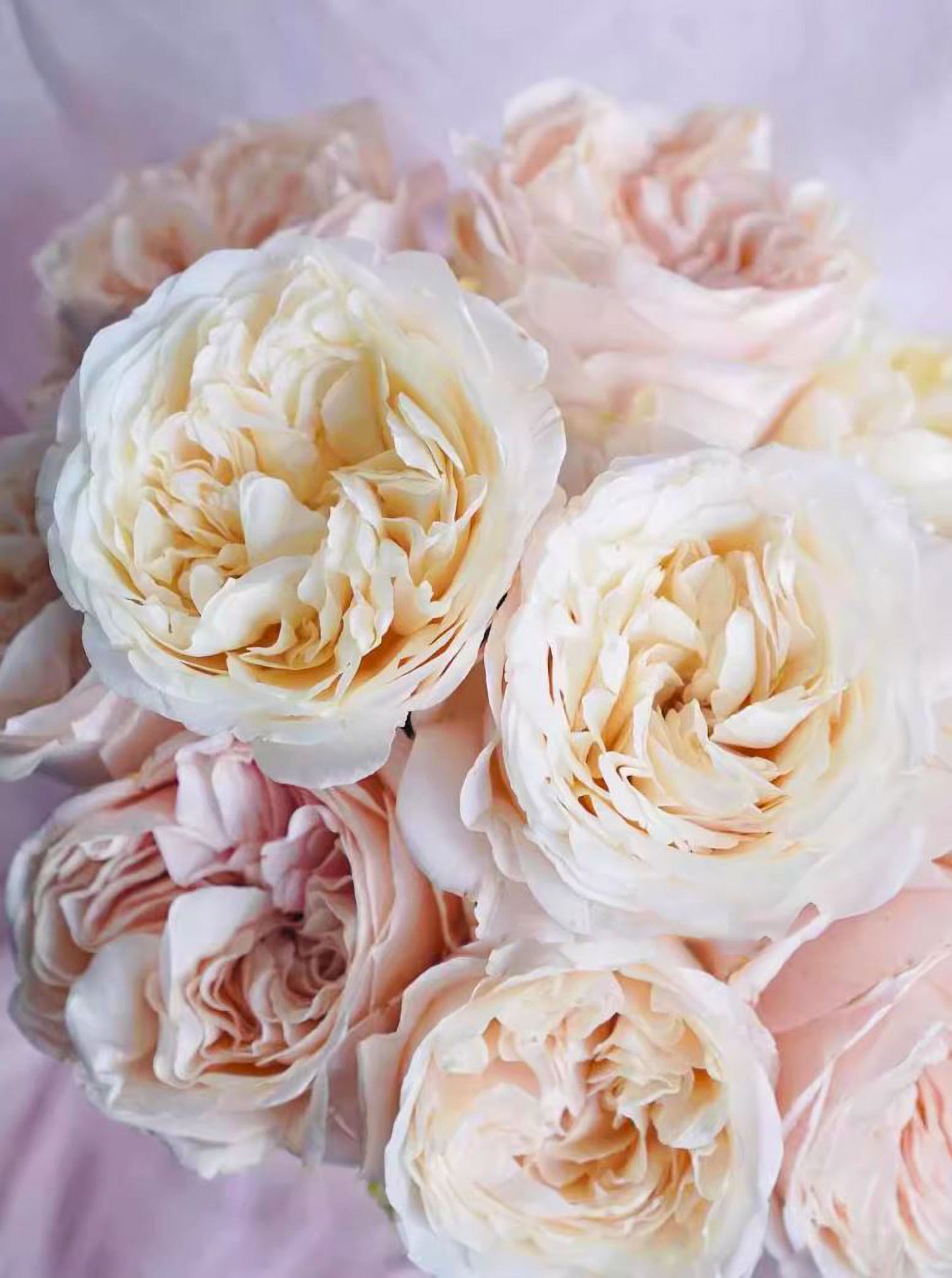 #SPN154, Extremely Similar to Unforgettable 难忘, Florist Shrub Rose, Non-Grafted/Own Root.
