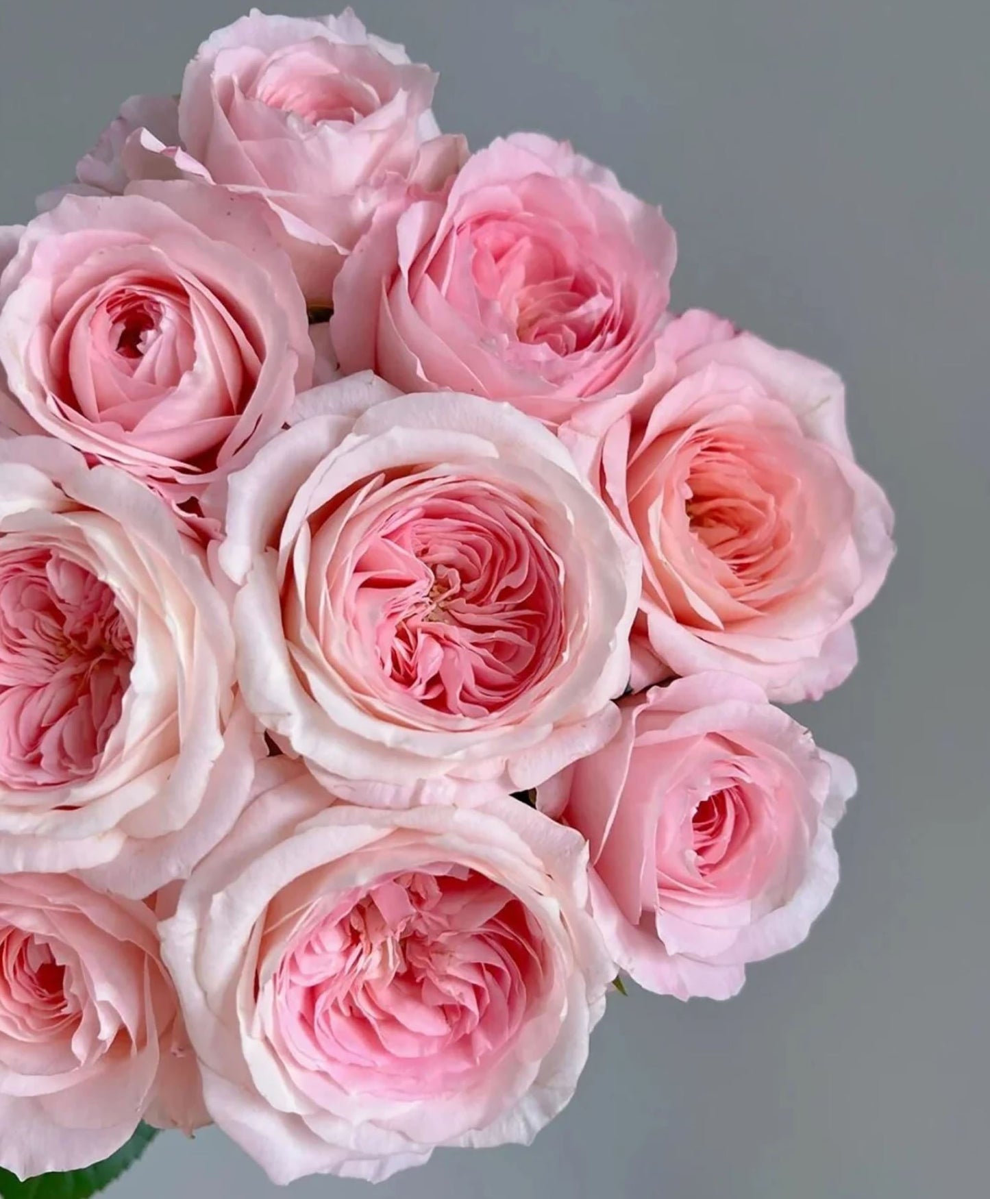 Mayra's Bridal Pink 粉色梅拉新娘, Florist Shrub Rose,Upright, Heat-tolerant, disease-resistant, Non-Grafted/Own Root.
