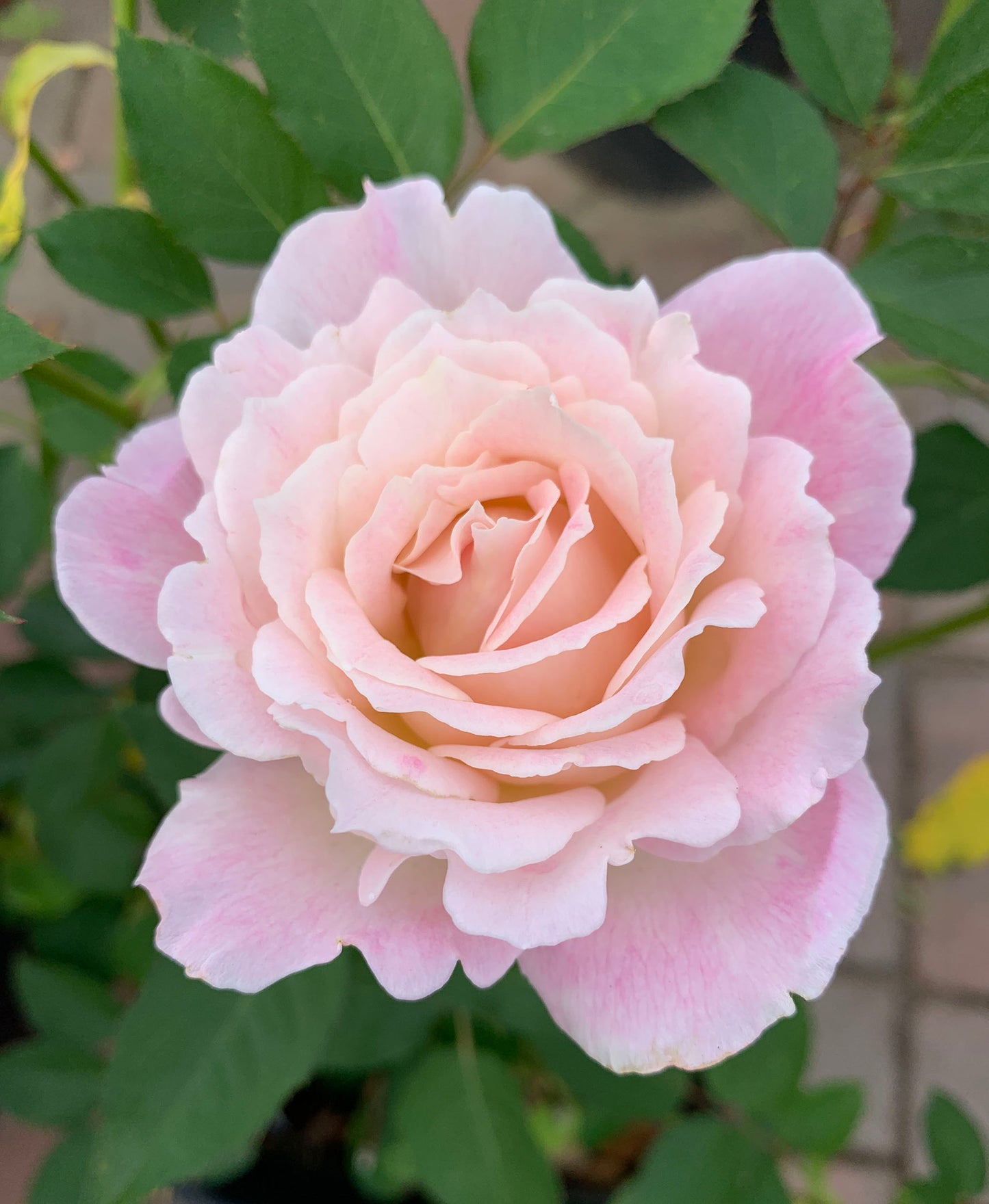 #SPJ096, Princess Tenko 天宫公主,Japanese Shrub Rose , Strong Fruity Sweet Fragrance, Large, Non-Grafted/Own Root.
