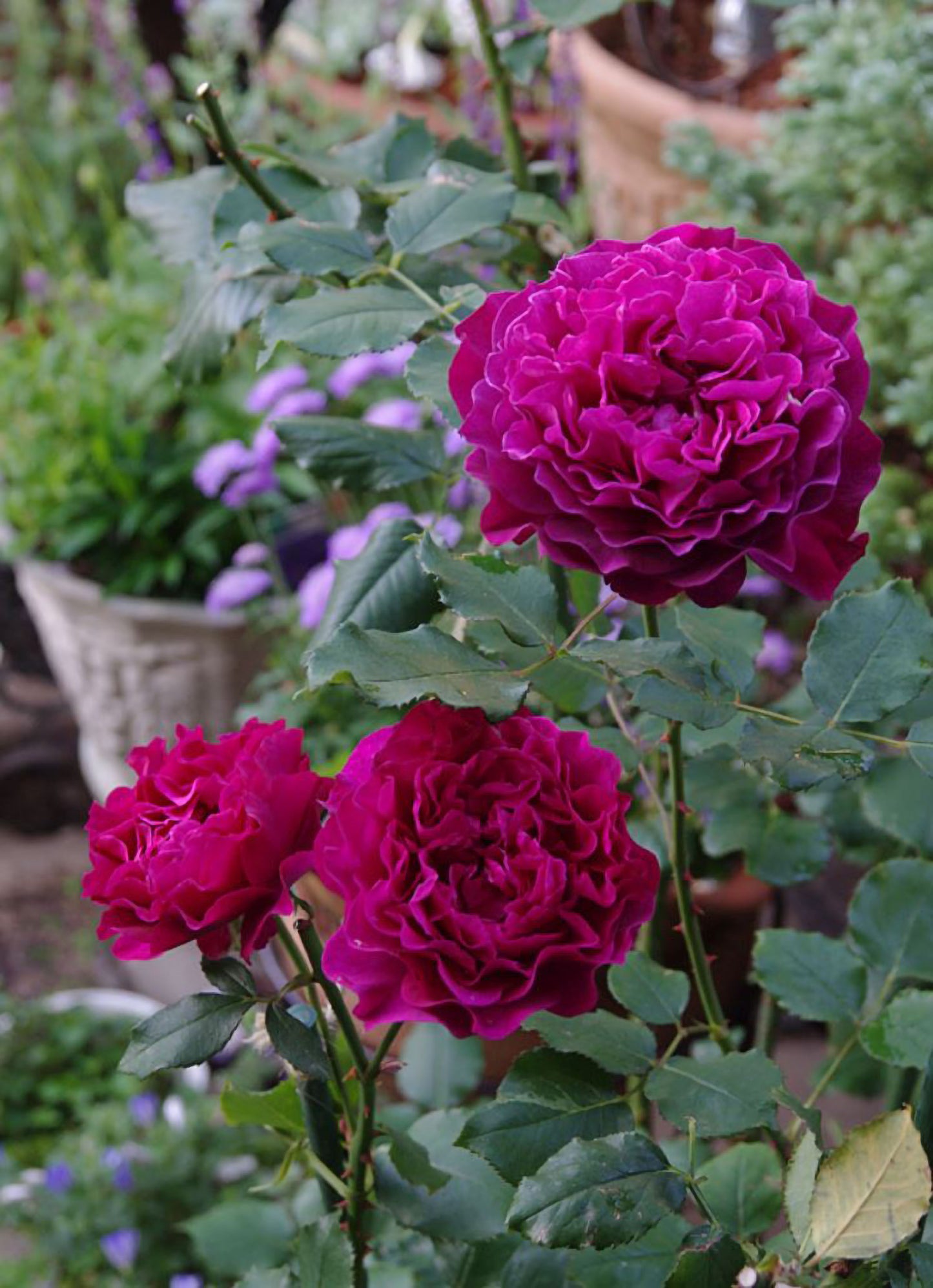 #SPJ148,Velvety Twilight 暮光之城,Japanese Floribunda Rose, Non-Grafted/Own Root.