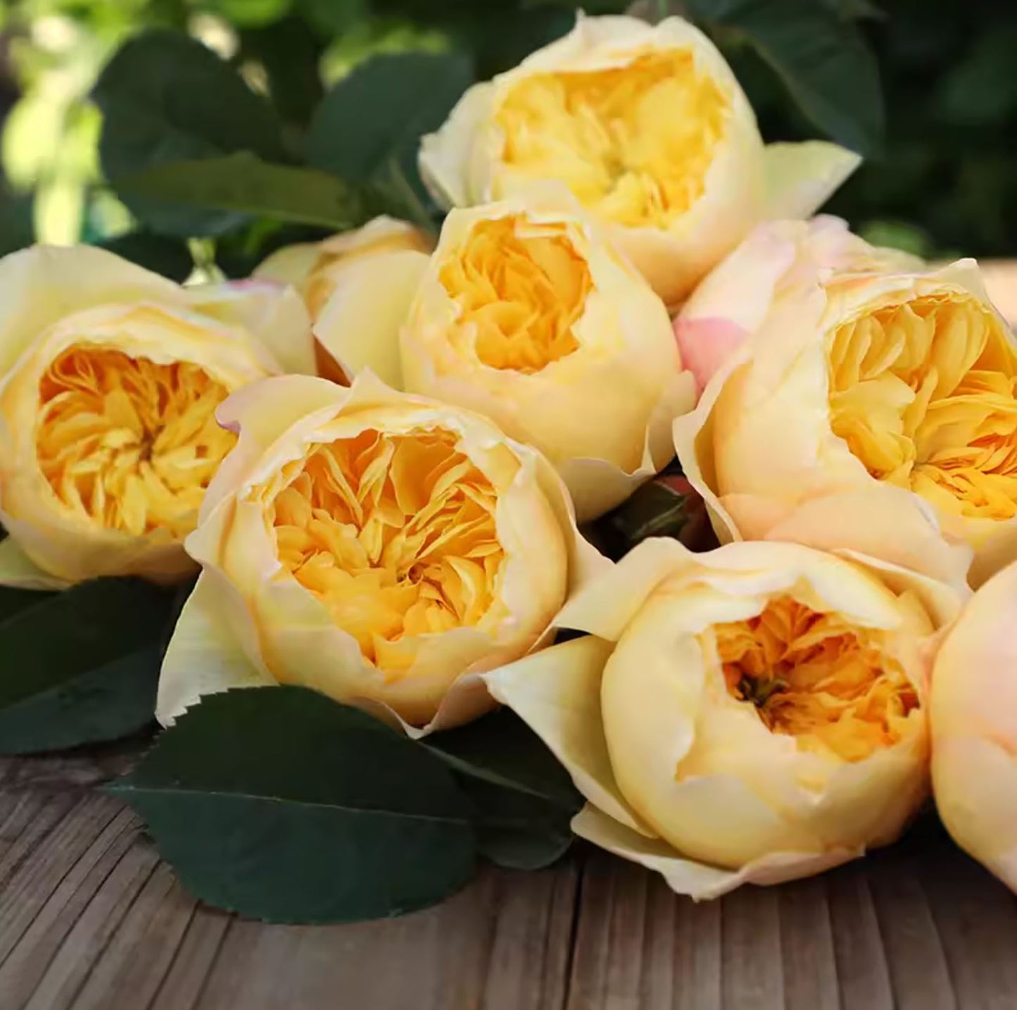 Bird's Whisper 雀啾 , Shrub Rose, Long Blooming Period, Resilience To High Humidity And Heat,Strong Disease Resistance, Own Root.