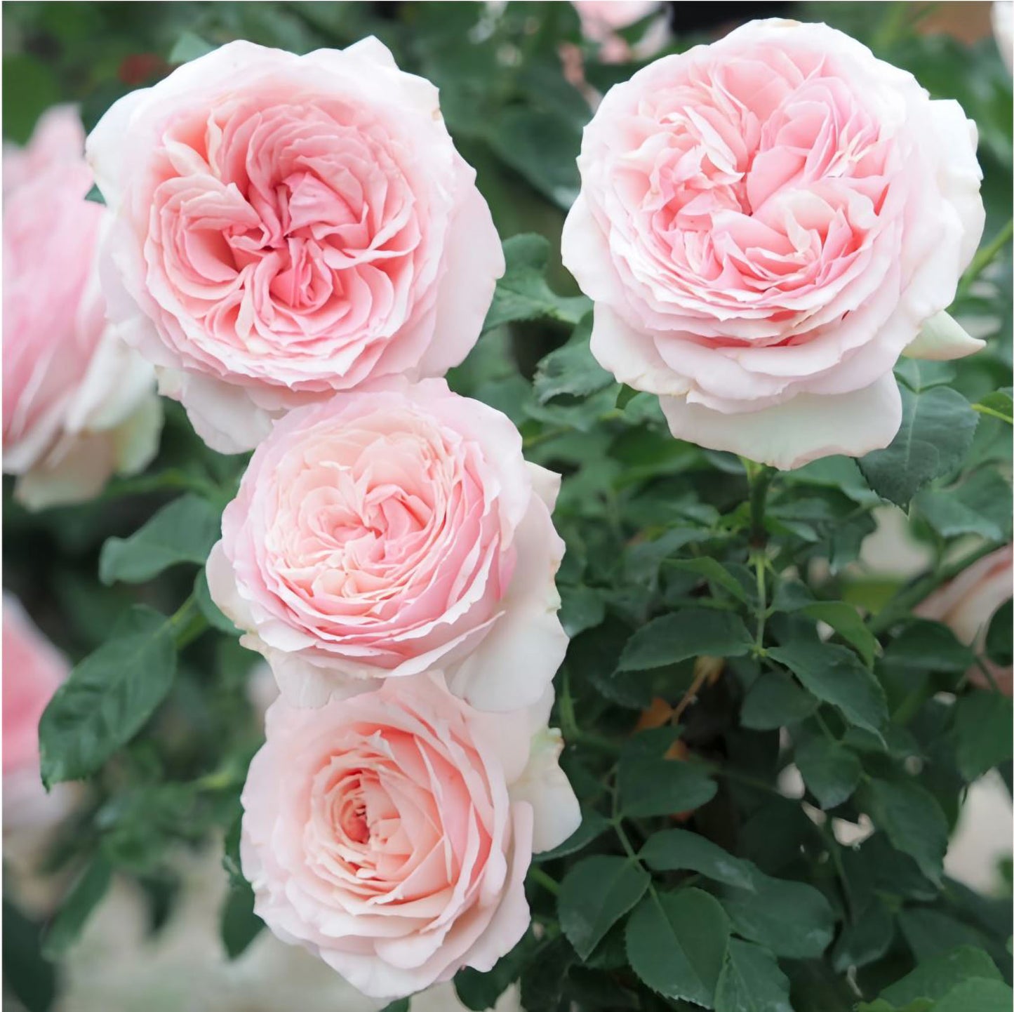 #SPJ126,Haruno 春乃/春野,Japanese Shrub Rose, Non-Grafted/Own Root.