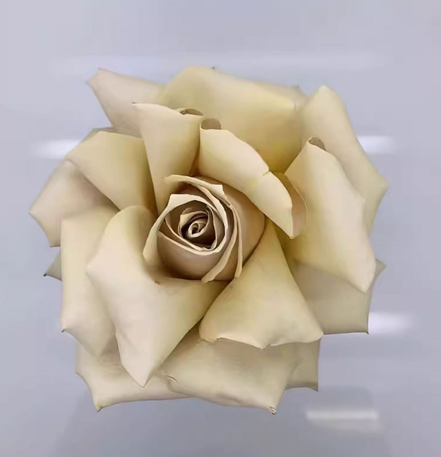#SPN146,Extremely Similar to Wild Moss 野苔藓 ,Florist Shrub Rose,Non-Grafted/Own Root.