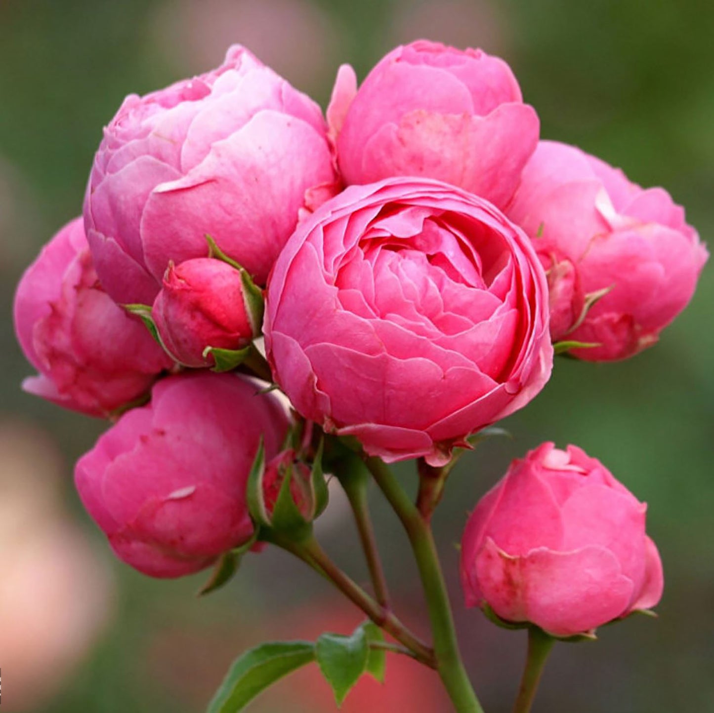 #SPG223,Pomponella 艾拉绒球,Excellent Disease Resistance,Long Flowering Period, Non-Grafted/Own Root.