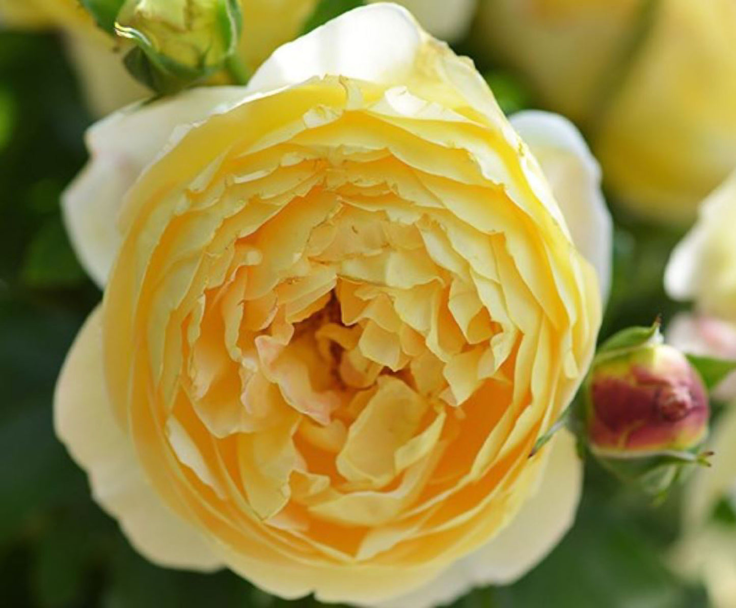 #SPF247,Extremely Similar to Chateau de Cheverny 黄金城堡,Climbing & Shrub Roses, Non-Grafted/Own Root.