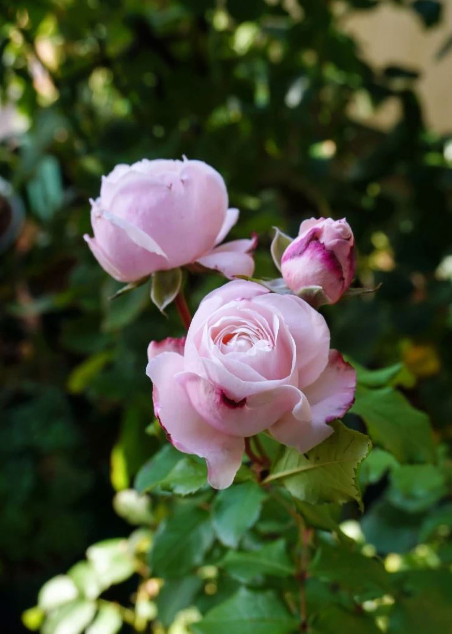 #SPJ121,Tomolove 明日爱,Japanese Floribunda Rose, Non-Grafted/Own Root.